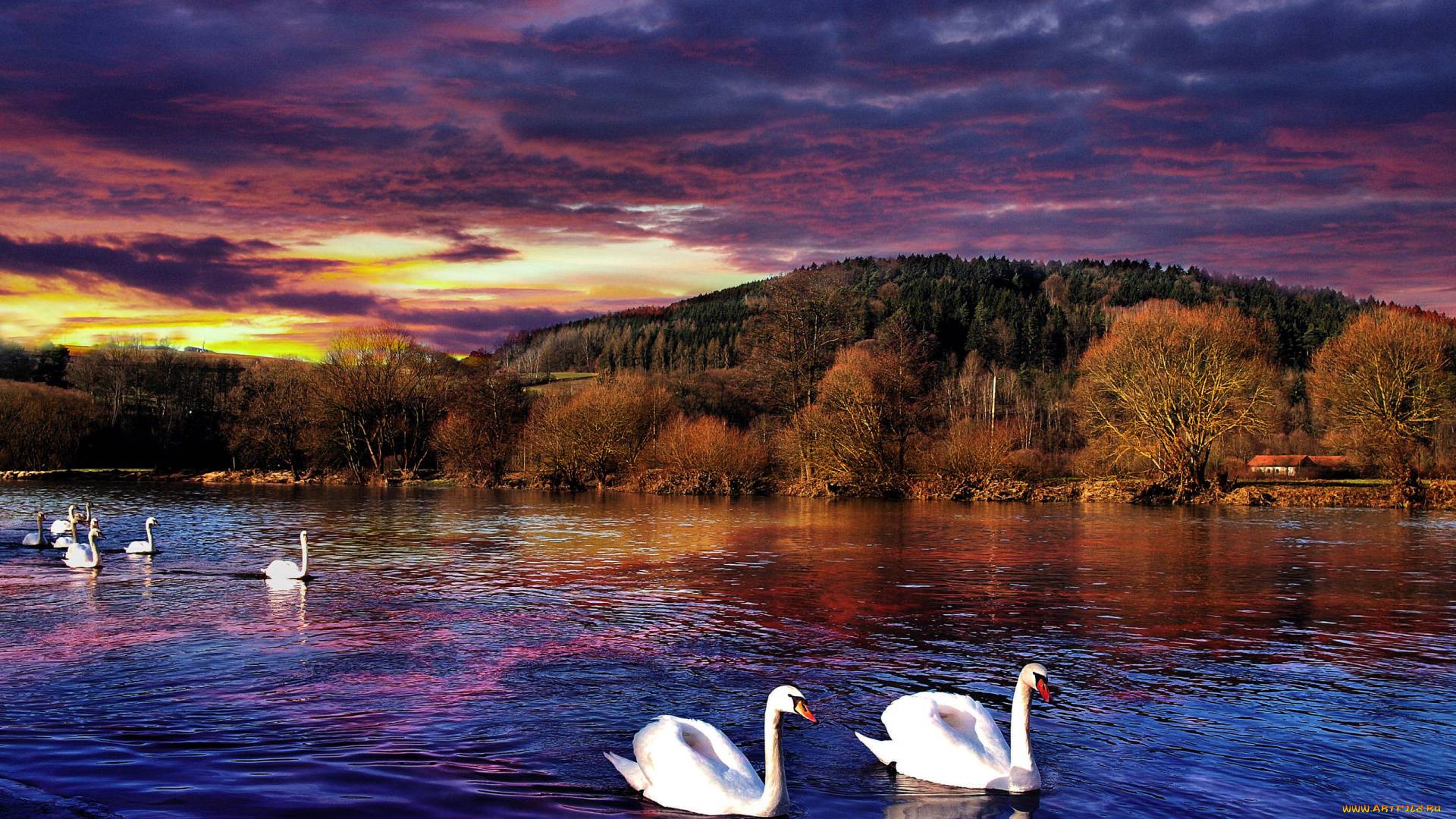 swan, животные, лебеди, горы, лес, осень, озеро