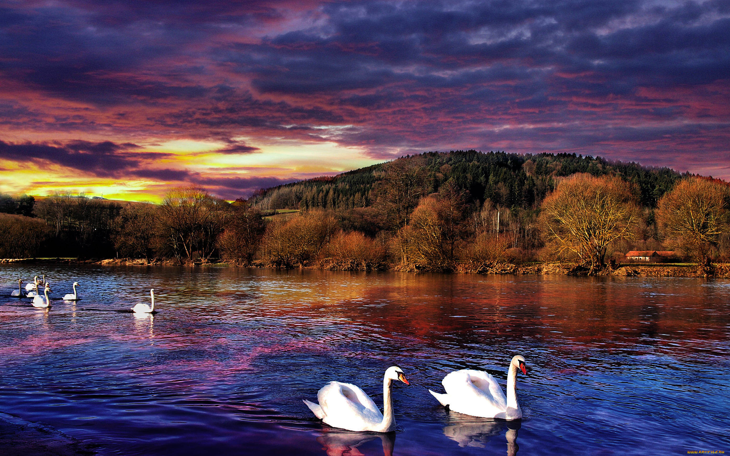 swan, животные, лебеди, горы, лес, осень, озеро