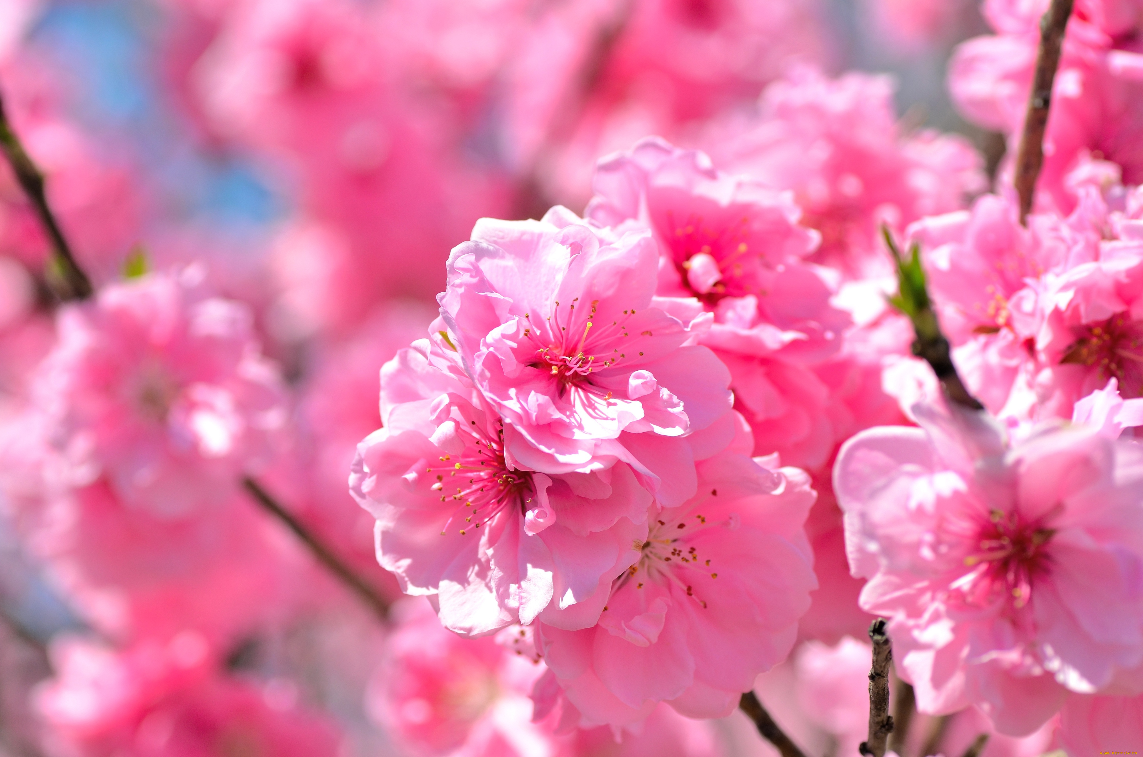 цветы, сакура, вишня, розовый, весна, ветки