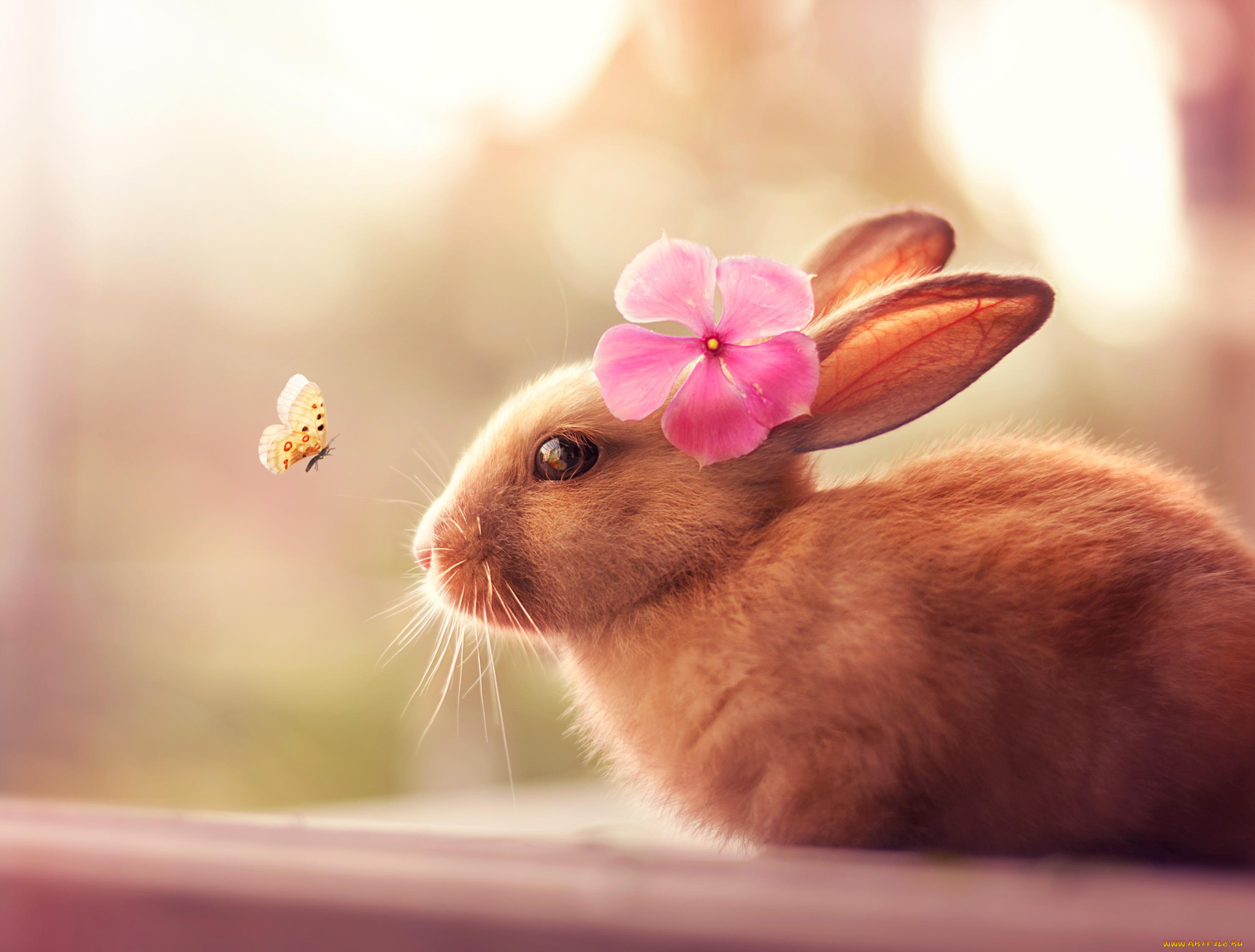 животные, кролики, , зайцы, кролик, бабочка, цветок, шерсть, уши