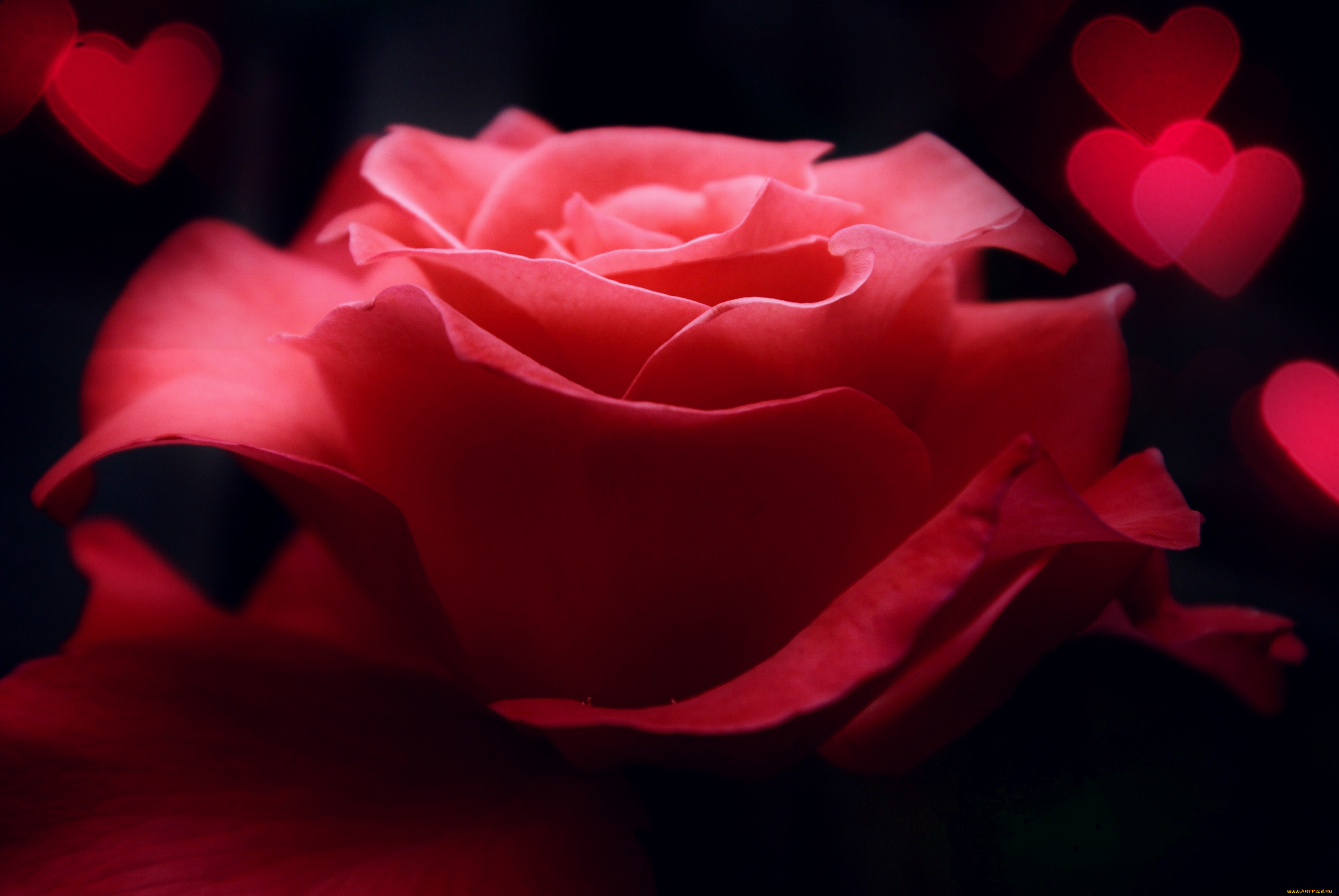 цветы, розы, роза, красная, сердечки