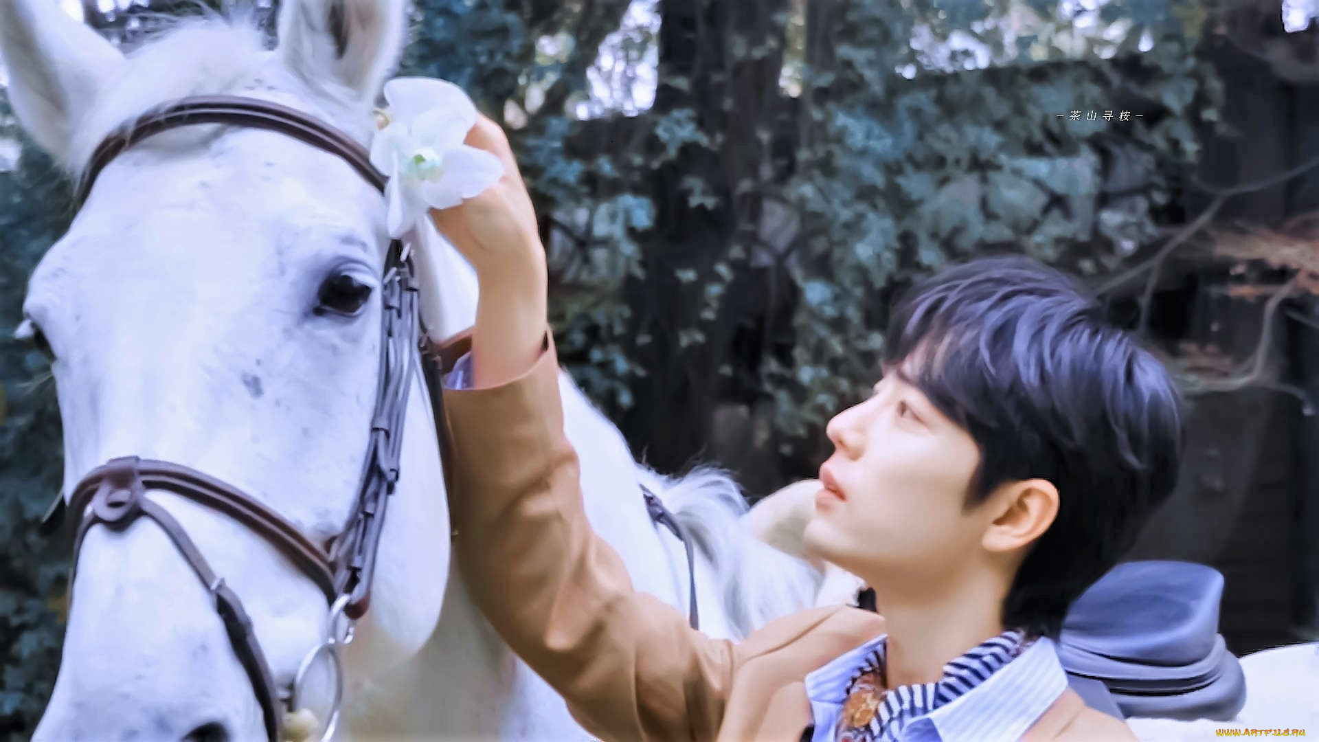 мужчины, xiao, zhan, актер, цветок, лошадь