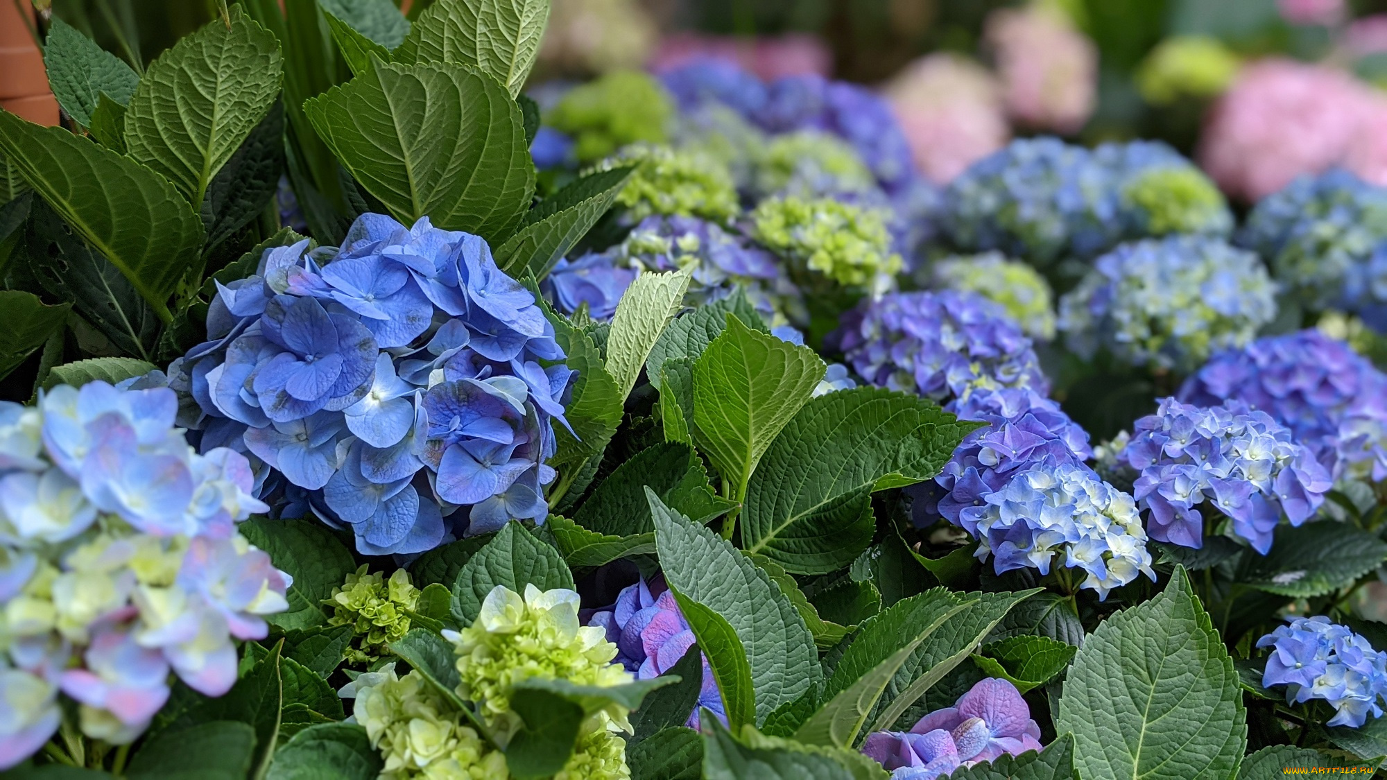 цветы, гортензия, голубые