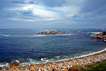Картинка false bay south africa природа побережье чайки птицы камни юар залив