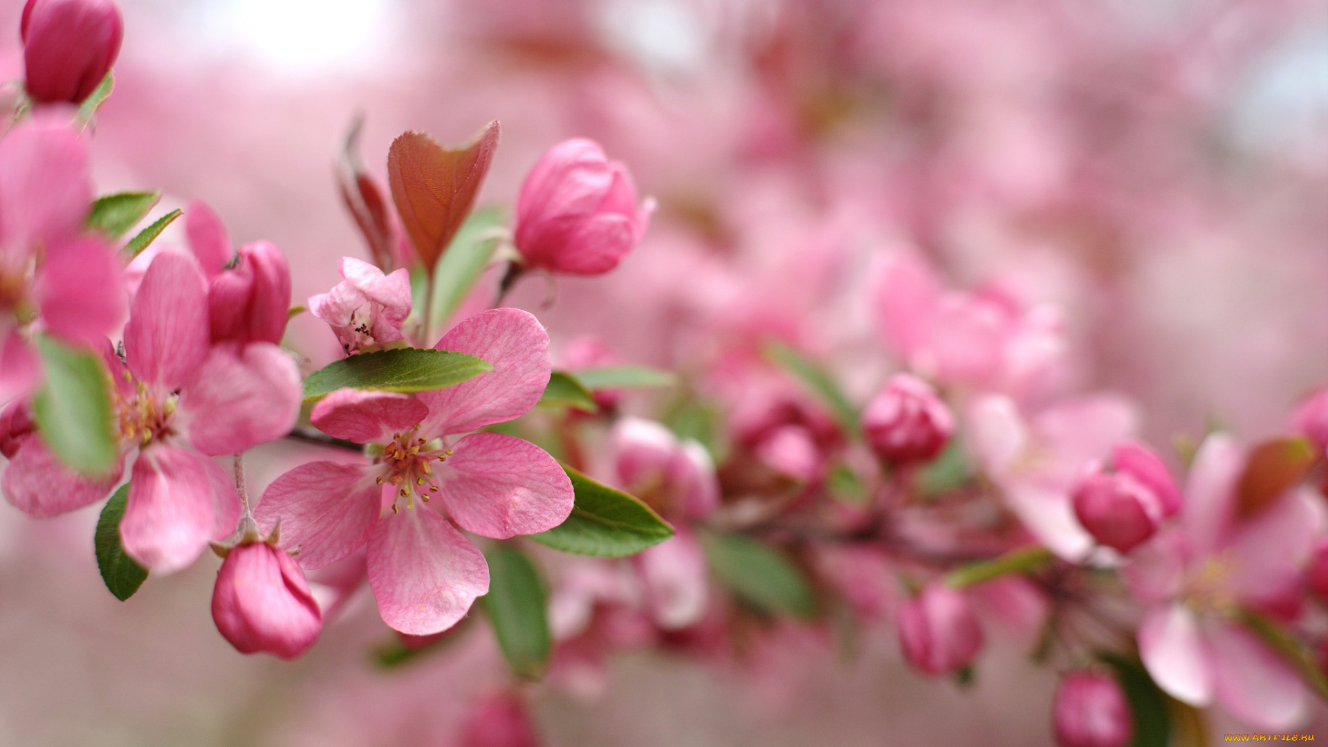 цветы, цветущие, деревья, , , кустарники, розовый, цветение, ветка, весна