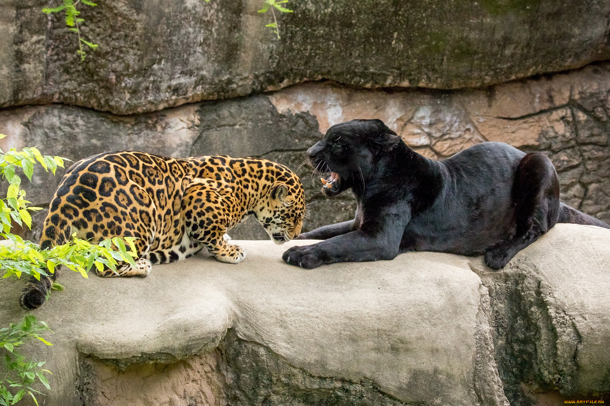 животные, Ягуары, ягуар, чёрный, пантера, кошки, хищники, пара, оскал, зоопарк