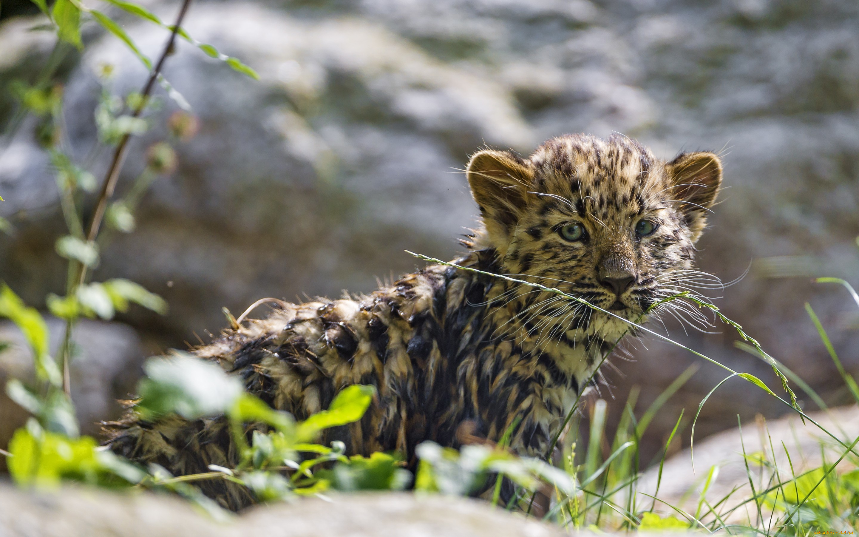 животные, Ягуары, леопард, амурский, кошка, детёныш, котёнок, трава