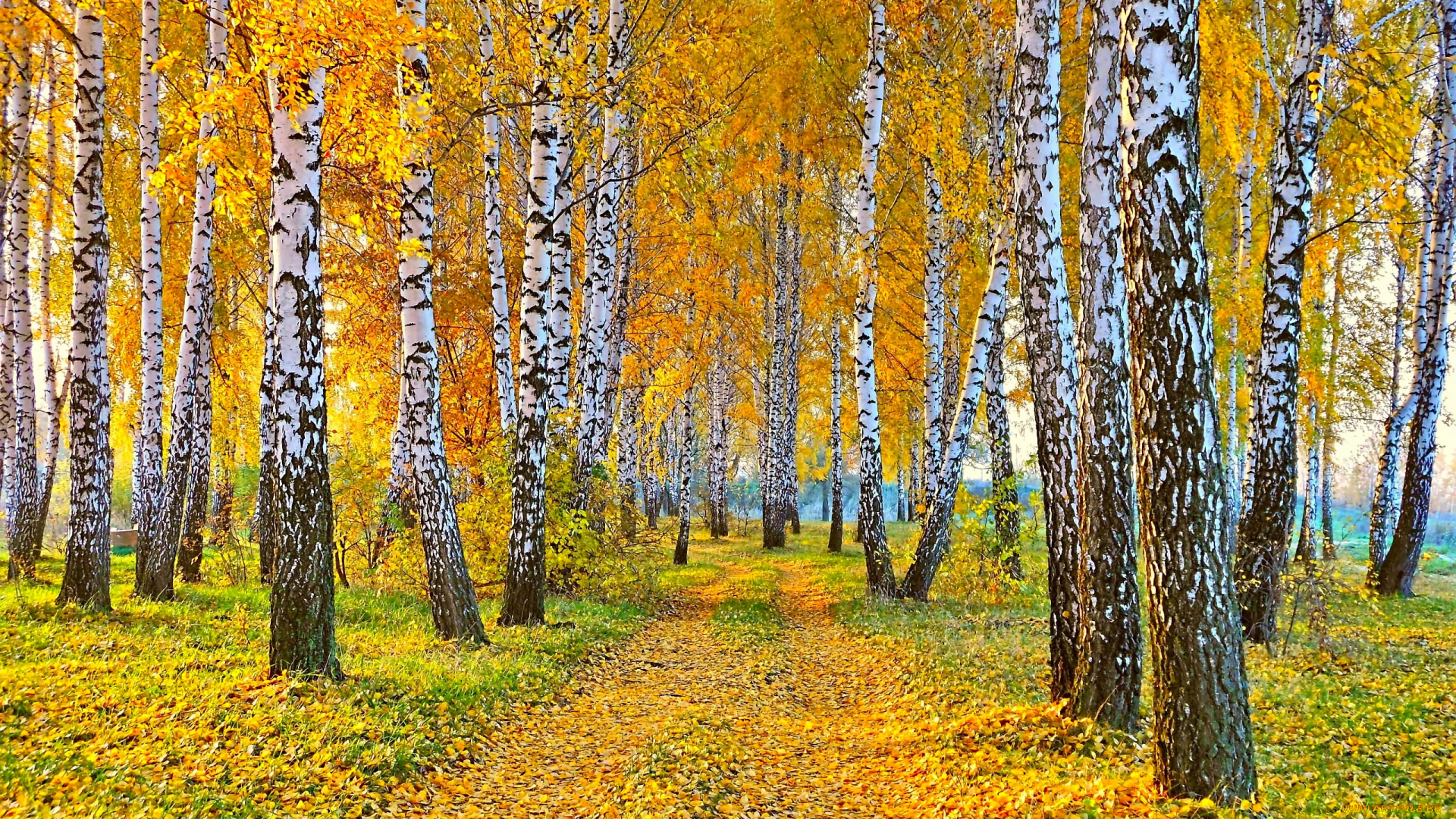 природа, дороги, осень, дорога, желтые, листья, березы