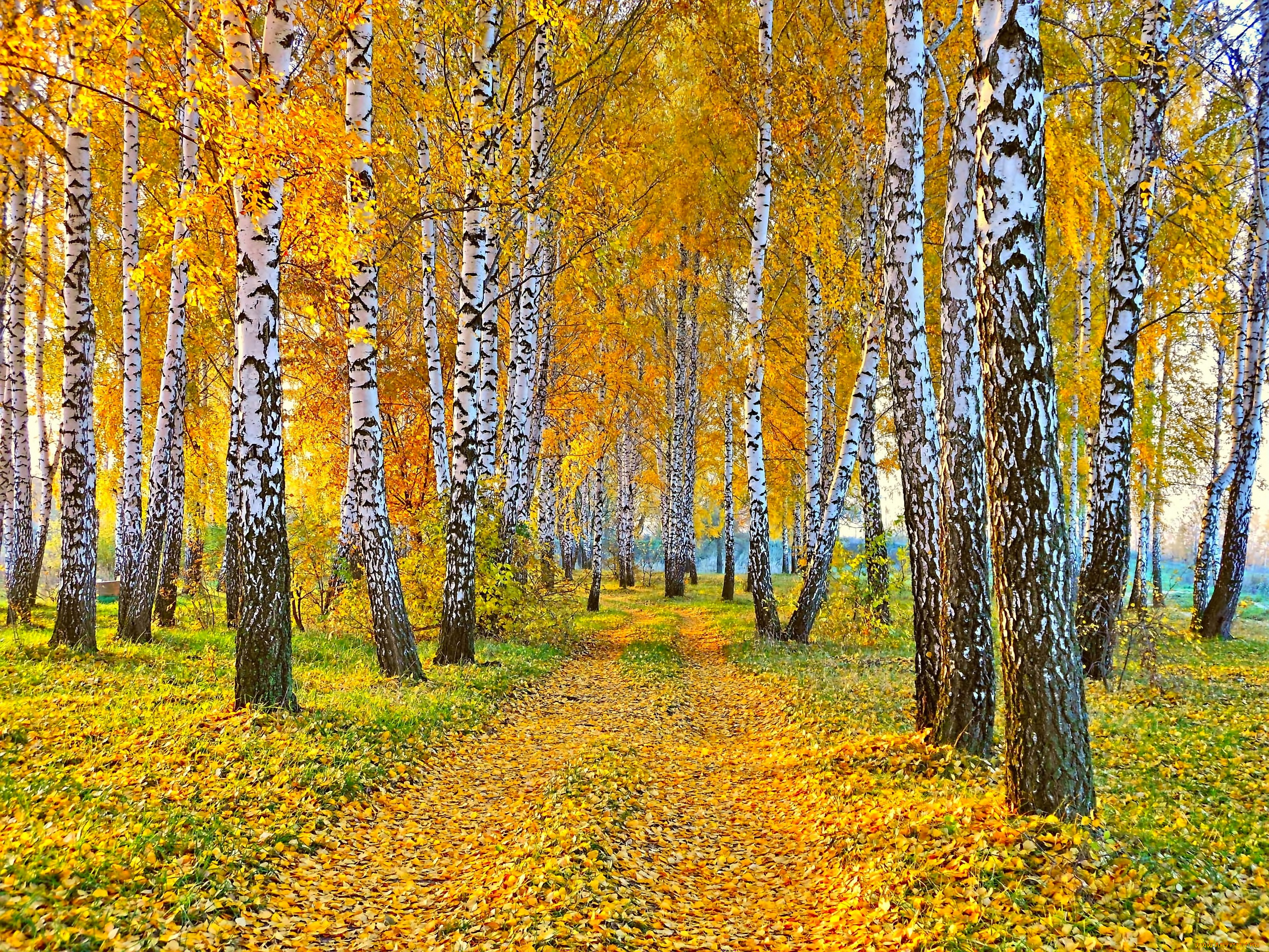 природа, дороги, осень, дорога, желтые, листья, березы
