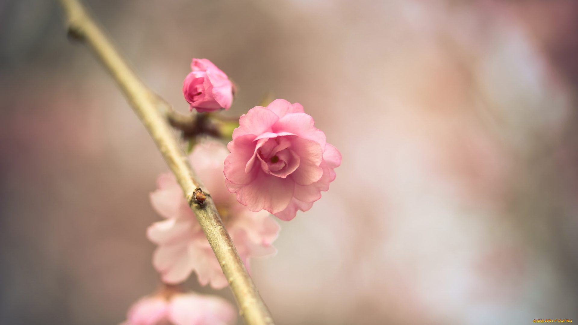 цветы, сакура, , вишня, розовый, цветок, весна, ветка, макро, боке