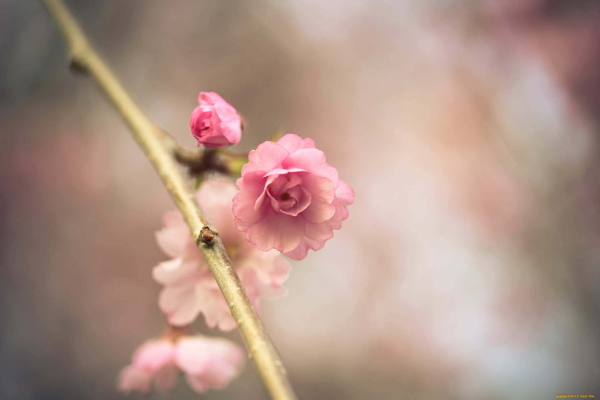 цветы, сакура, , вишня, розовый, цветок, весна, ветка, макро, боке