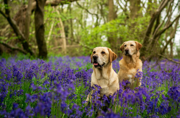 Картинка животные собаки лес колокольчики лабрадоры две цветы деревья