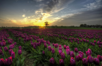 Картинка цветы тюльпаны закат поле дерево
