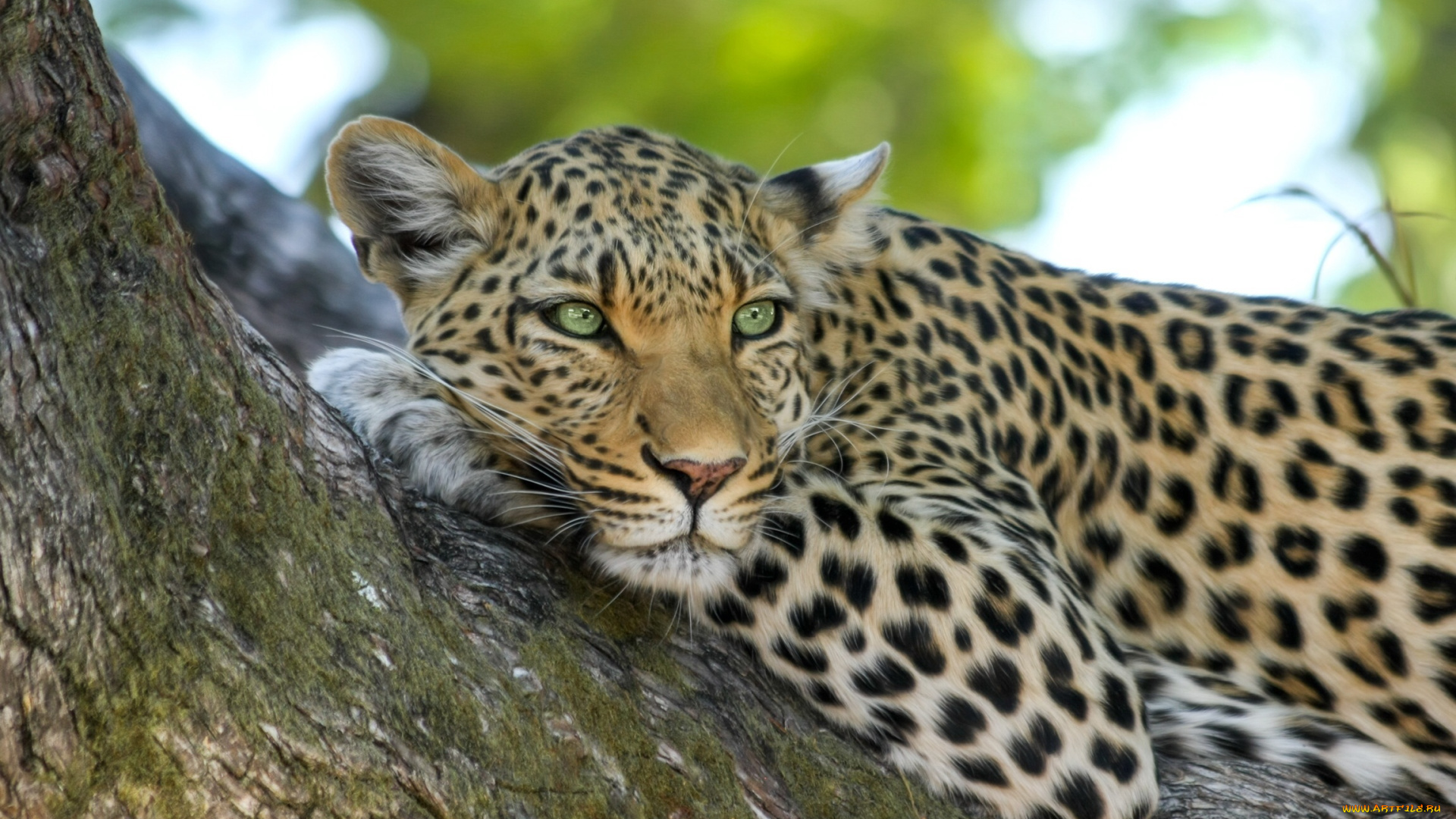 животные, леопарды, животное, хищник, леопард, природа, дерево, ботсвана, африка