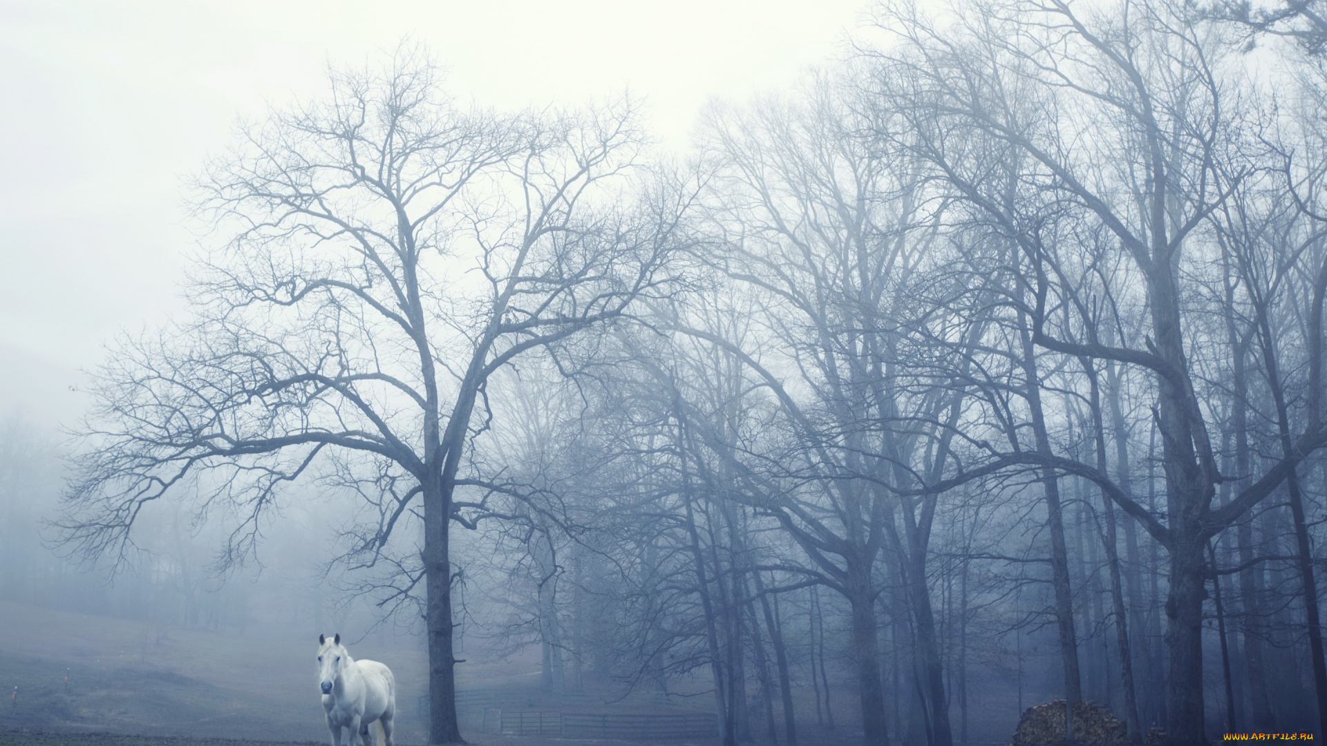животные, лошади, утро, туман, конь