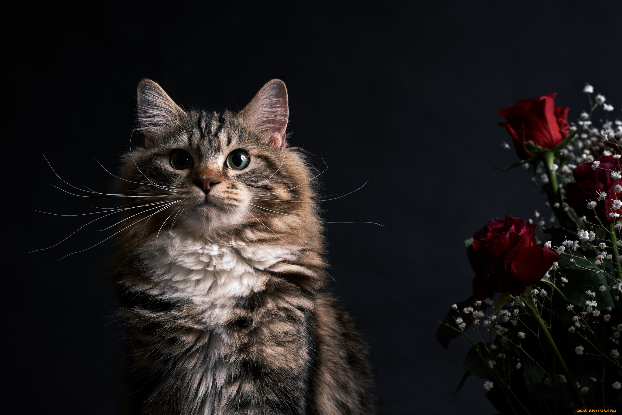 животные, коты, коте, кот, розы, цветы, портрет, взгляд, кошка, киса