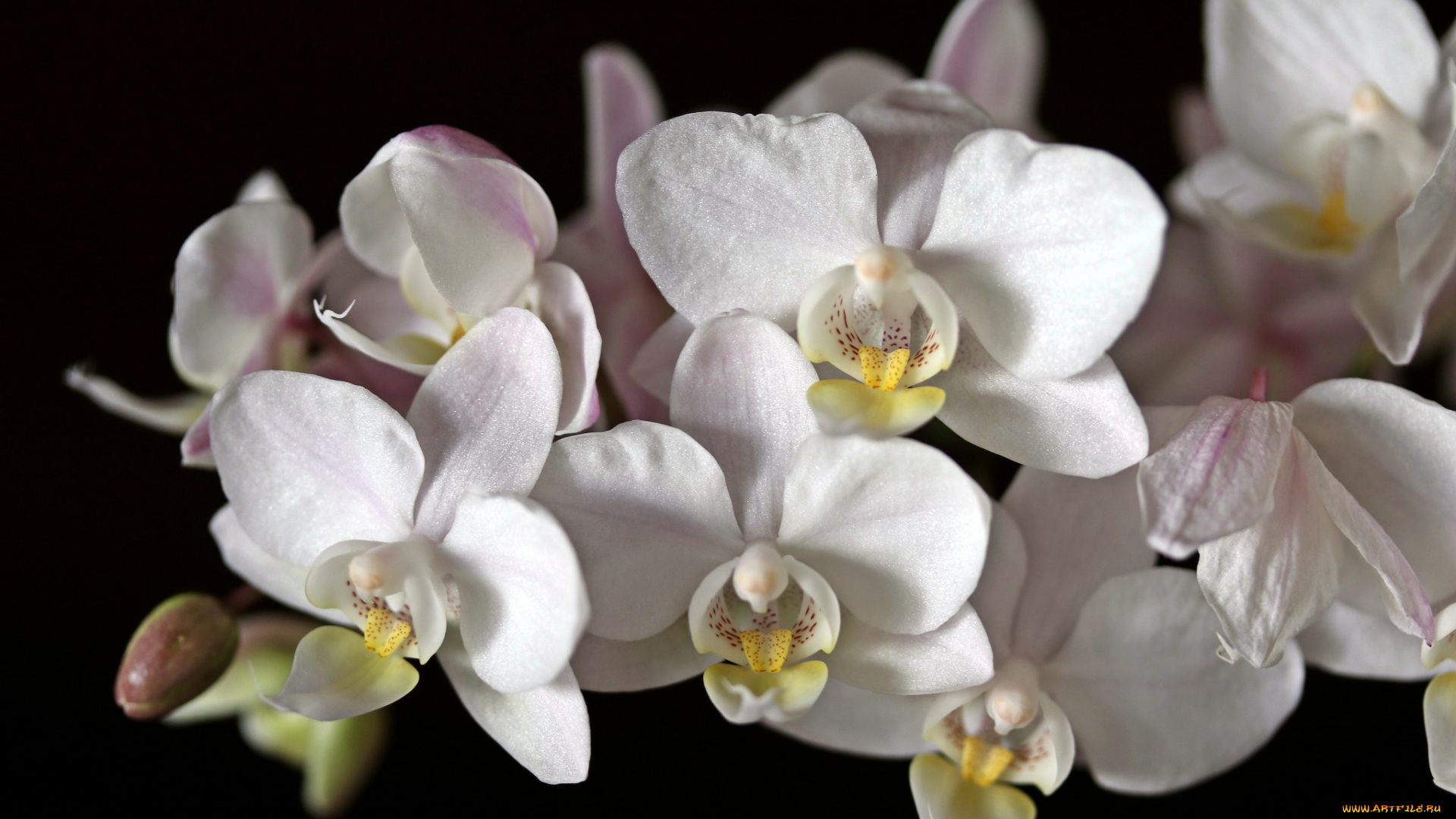 цветы, орхидеи, орхидея, белый, черный, фон, макро