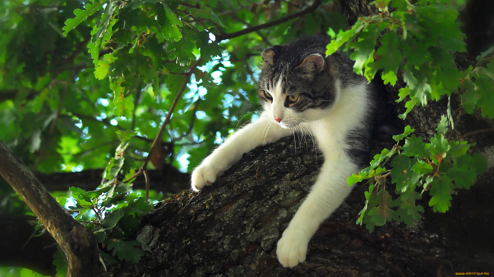 животные, коты, дерево, дуб, листья