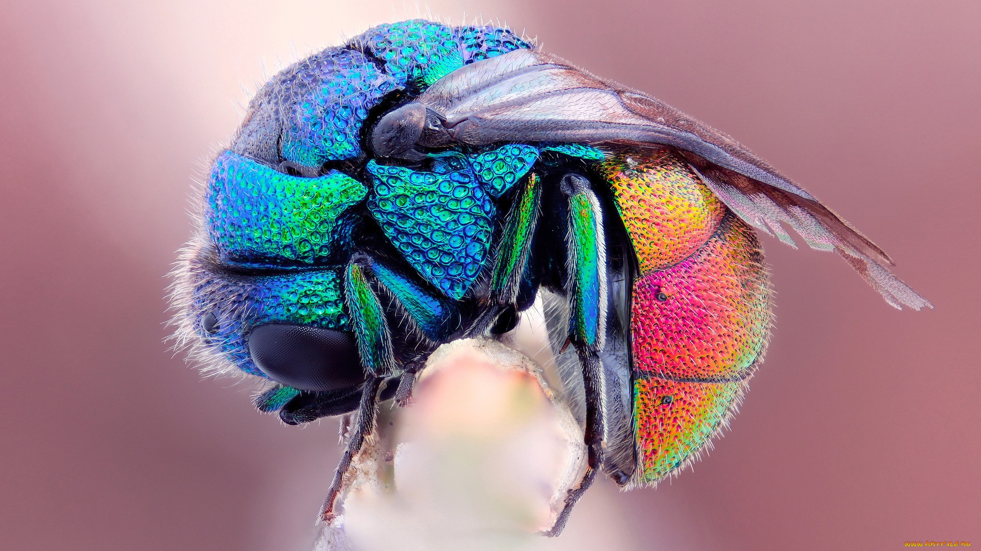 животные, насекомые, разноцветная, муха