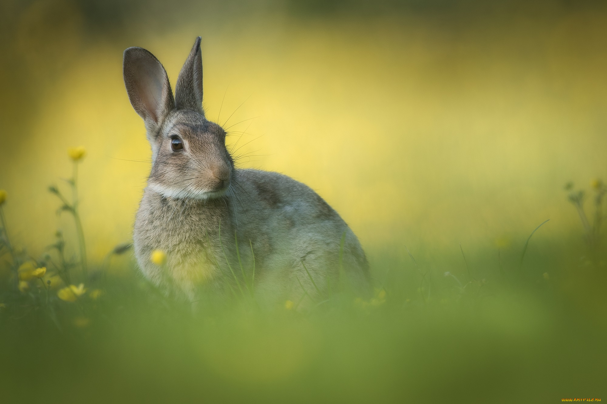 животные, кролики, , зайцы, фон, цветы, трава, ушки, кролик