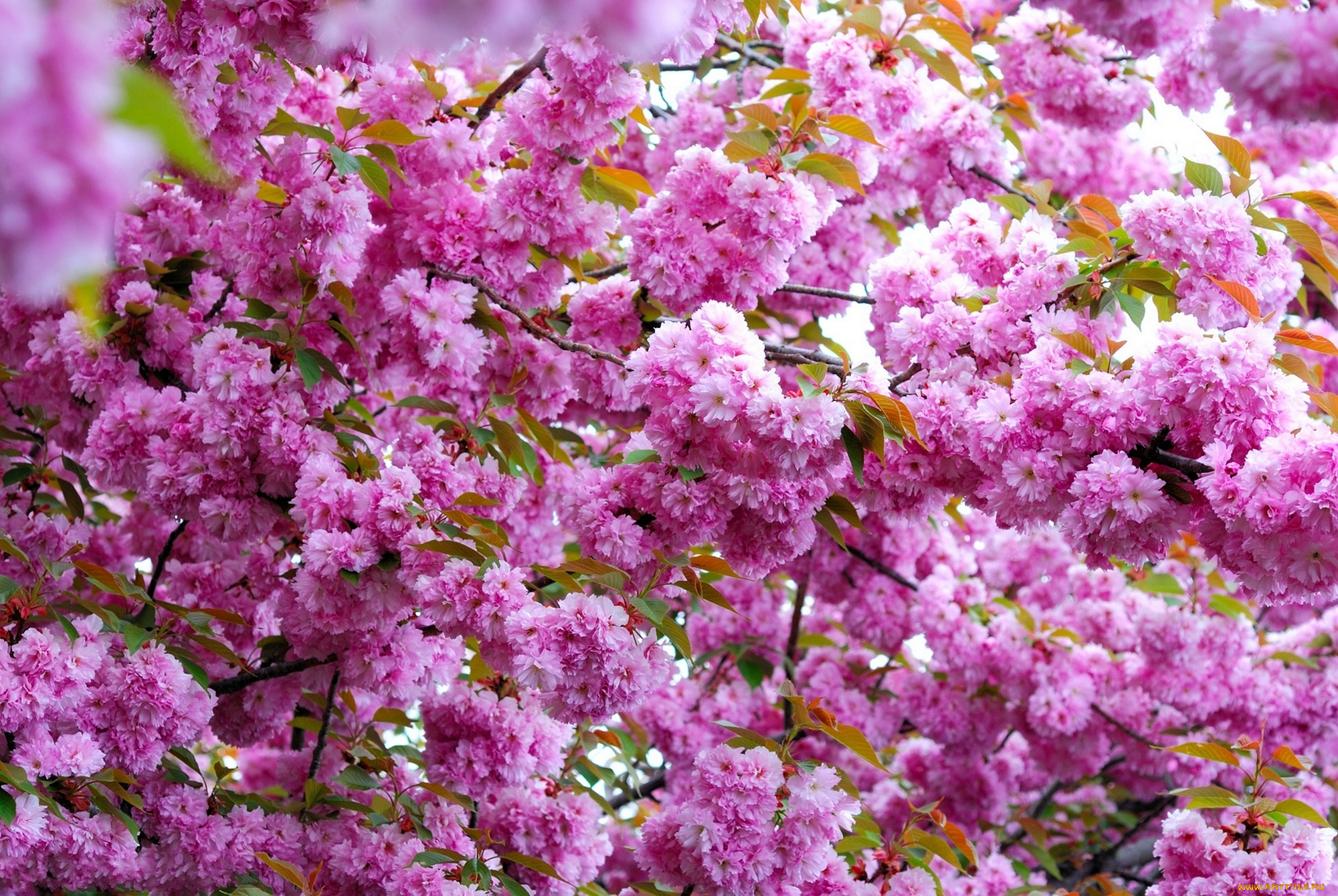 цветы, цветущие, деревья, , , кустарники, ветви, розовый, весна, цветение