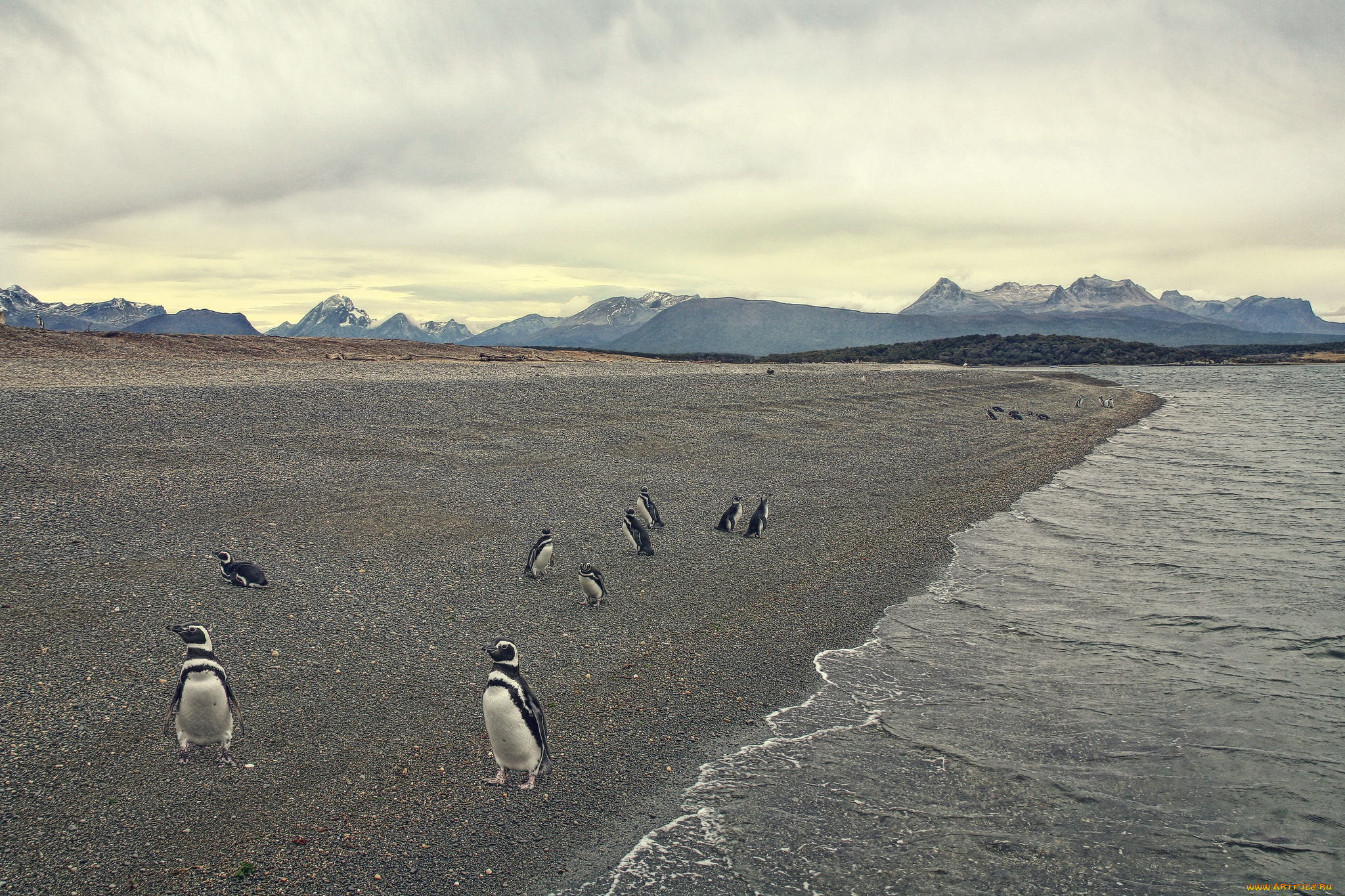 животные, пингвины, берег, море, пляж, птицы