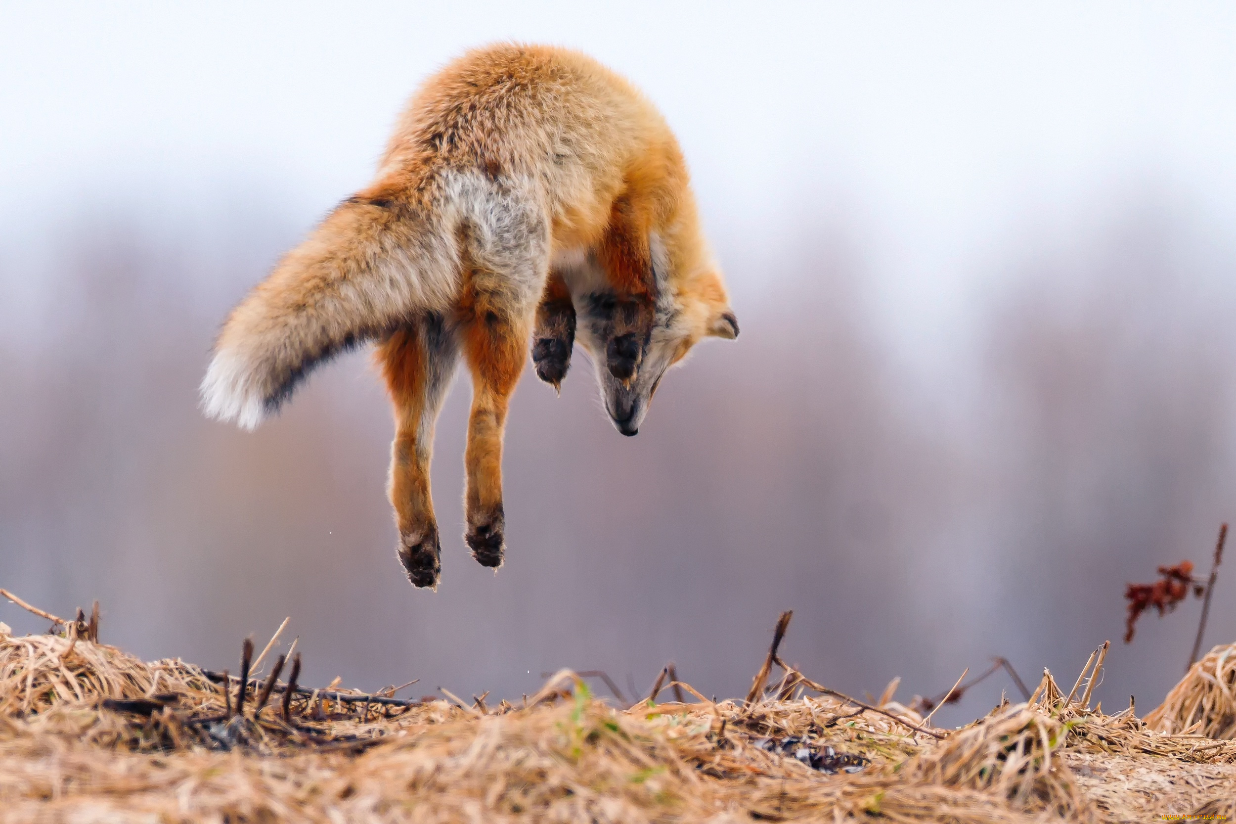 животные, лисы, в, воздухе, хвост, охота, лиса, прыжок, лапы