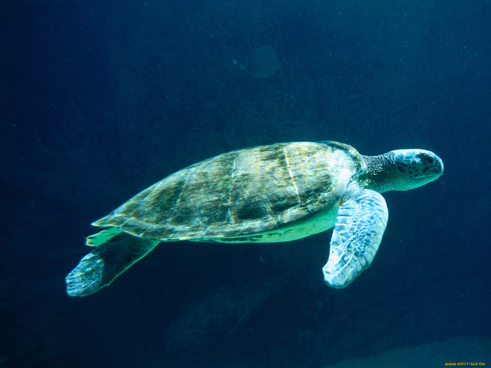 steady, momentum, green, sea, turtle, животные, Черепахи