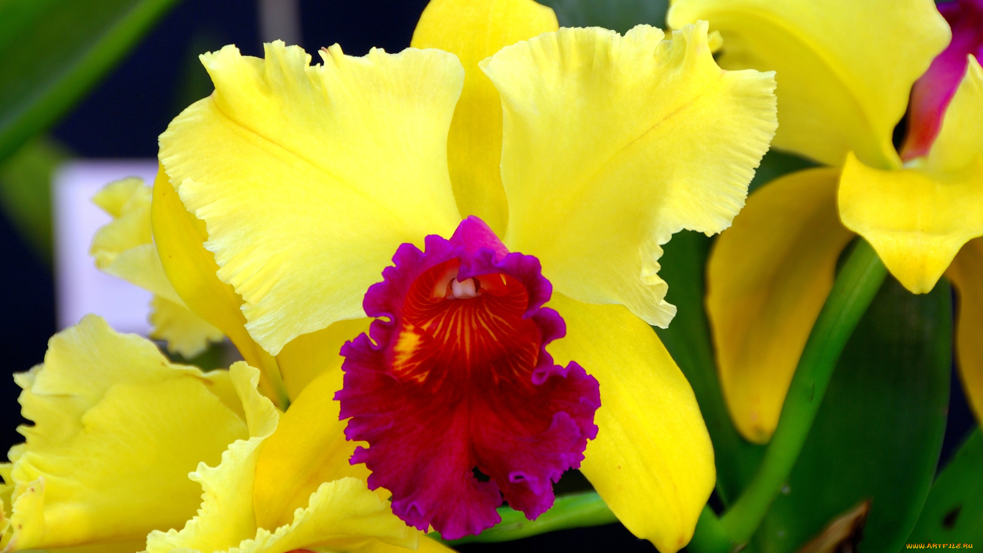 цветы, орхидеи, экзотика, яркий, малиновый, желтый