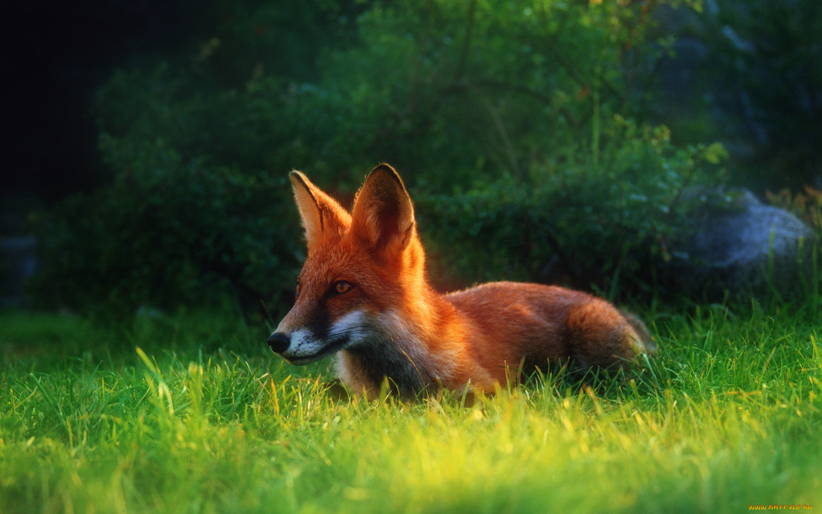 fox, животные, лисы, лиса, трава, крадется