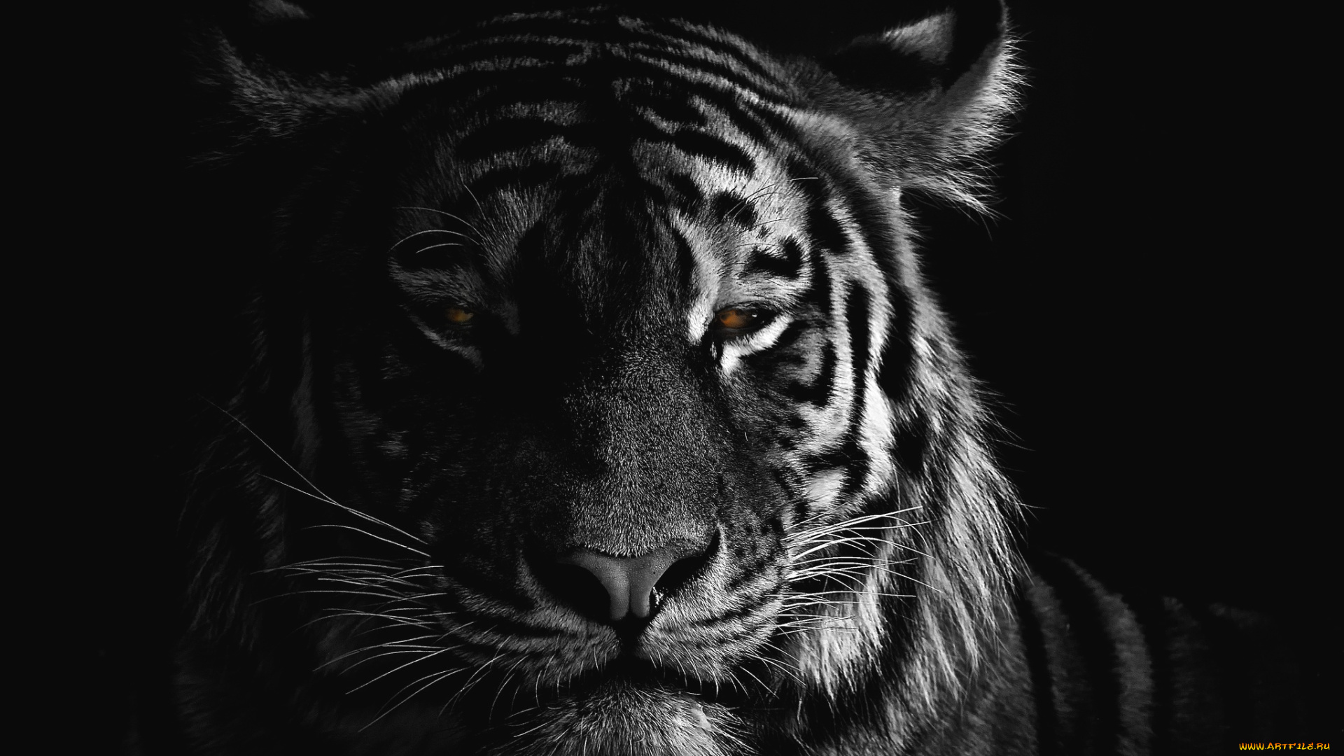животные, тигры, эффектно, портрет