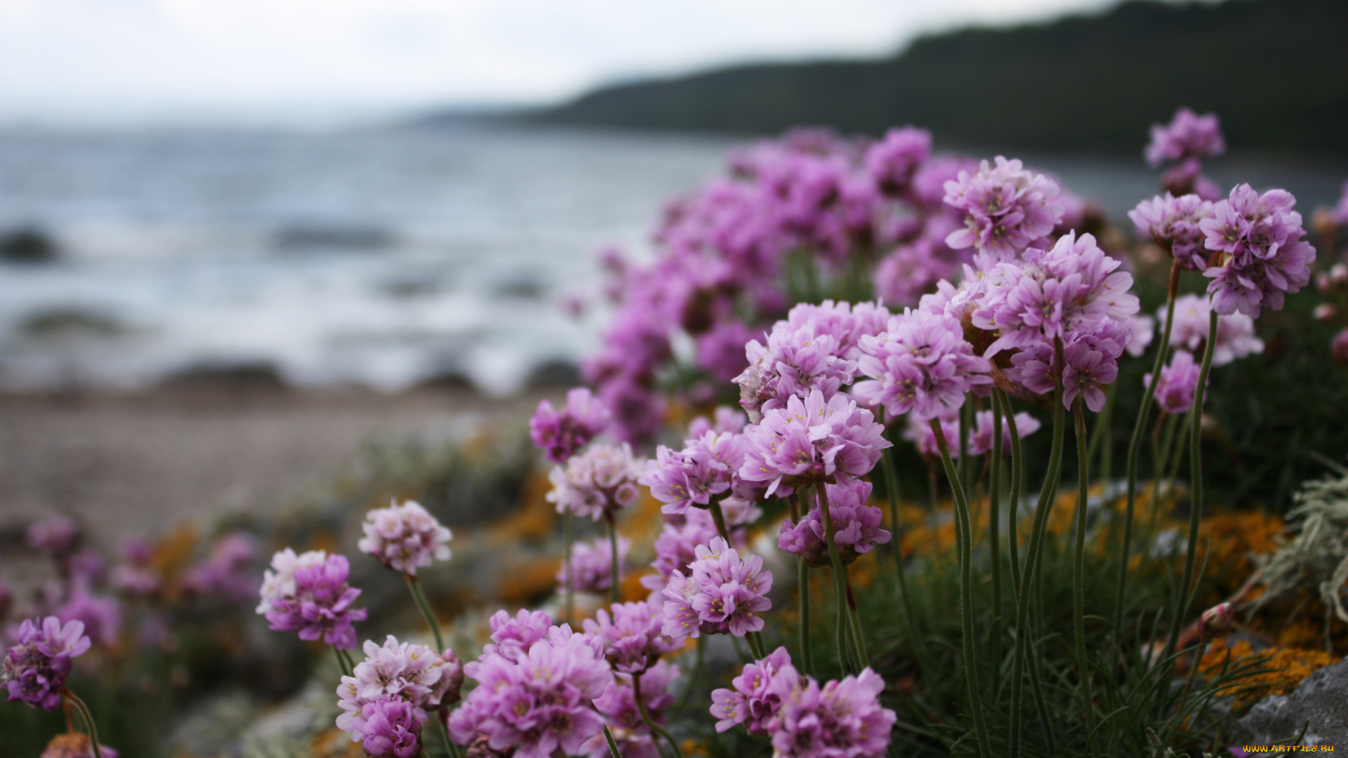 цветы, камни, море, берег, розовые, соцветия
