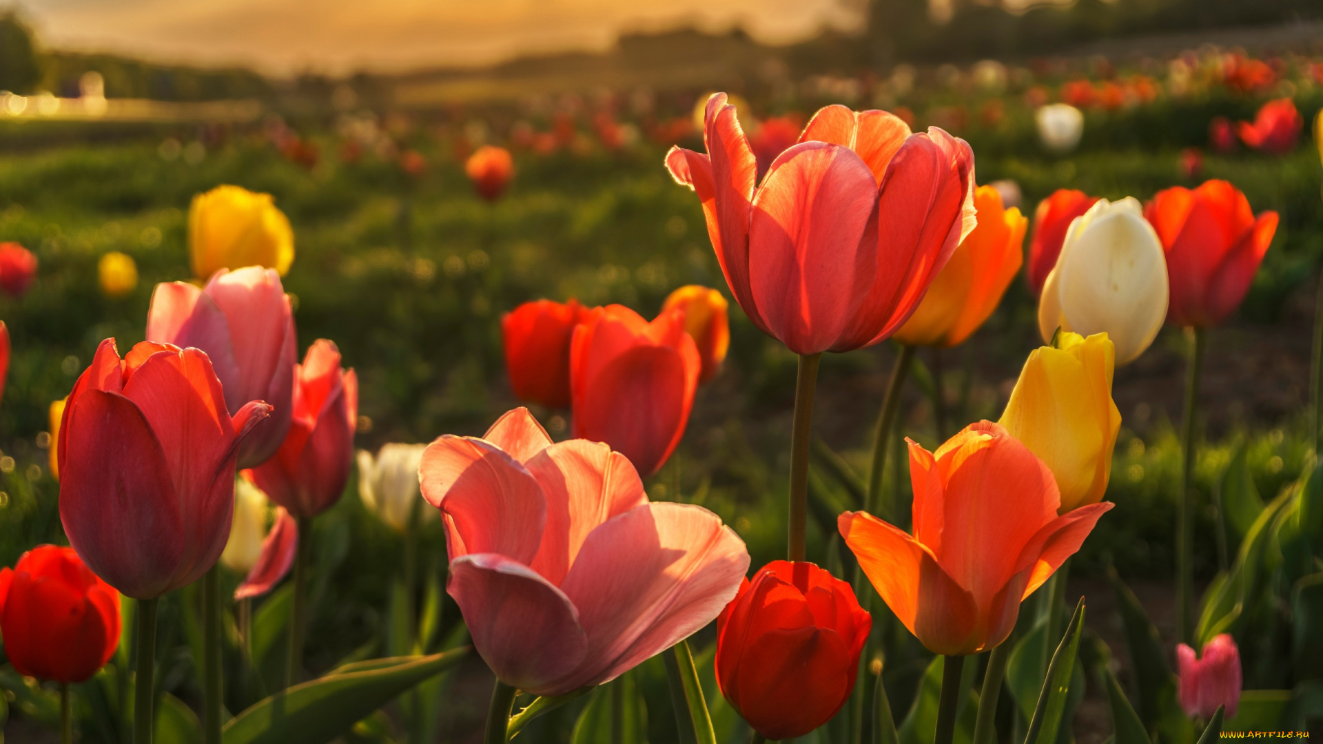 цветы, тюльпаны, поляна, бутоны, весна, красные, природа, фон, желтые, тюльпановое, поле, боке