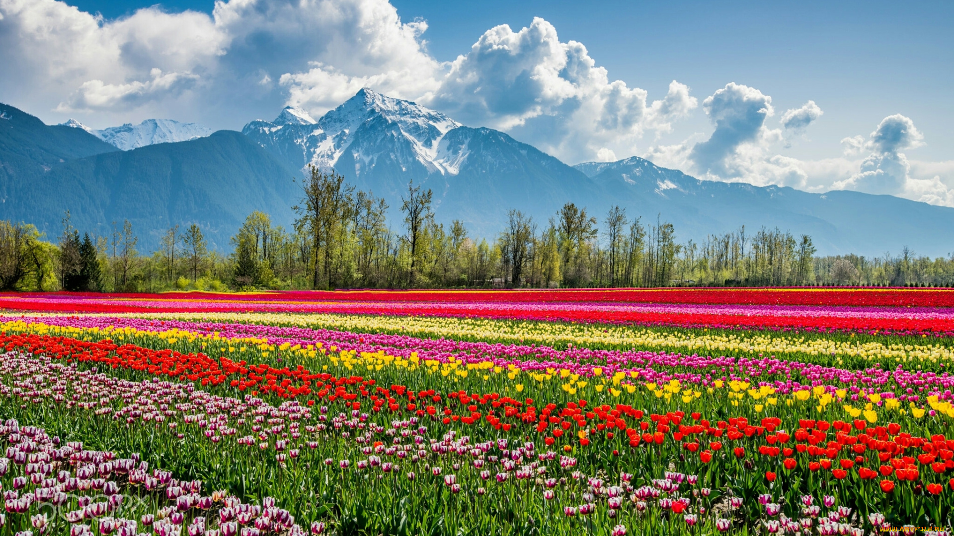 пейзаж, , цветы, цветы, тюльпаны, поле, природа