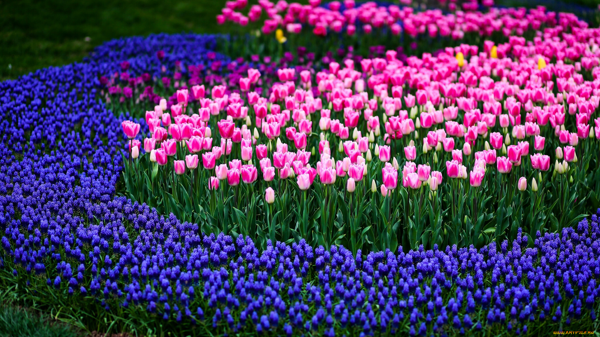 тюльпаны, цветы, разные, вместе, клумба, природа