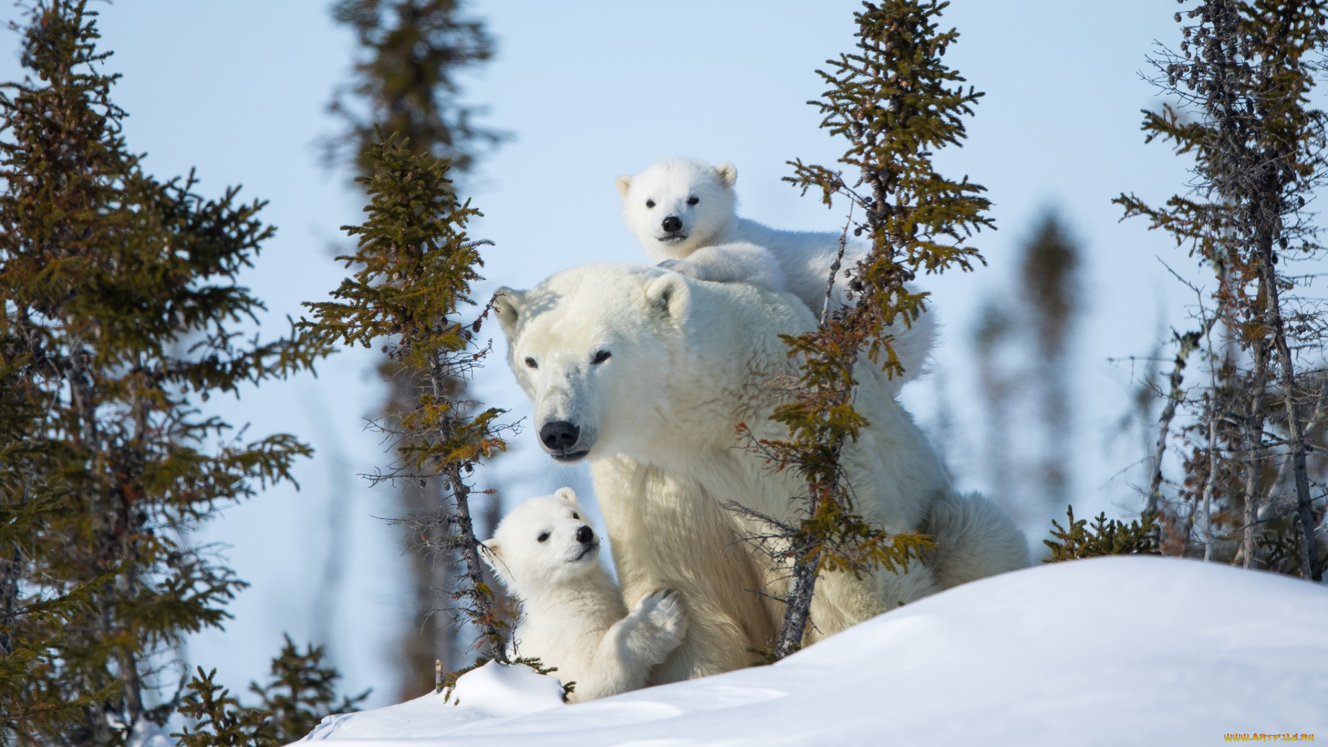 животные, медведи, материнство, медведица, белые, зима, снег, медвежата, полярные
