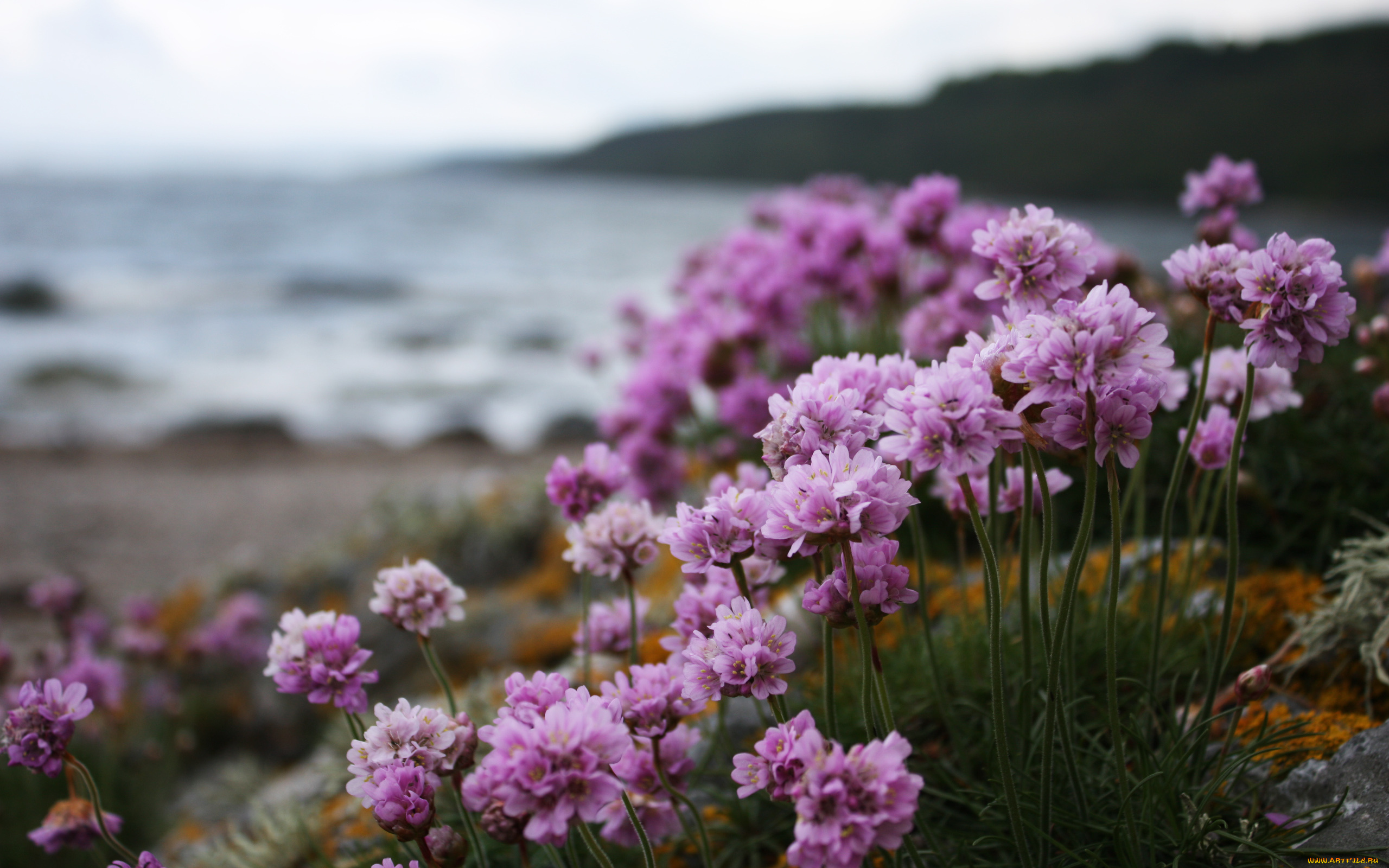 цветы, камни, море, берег, розовые, соцветия