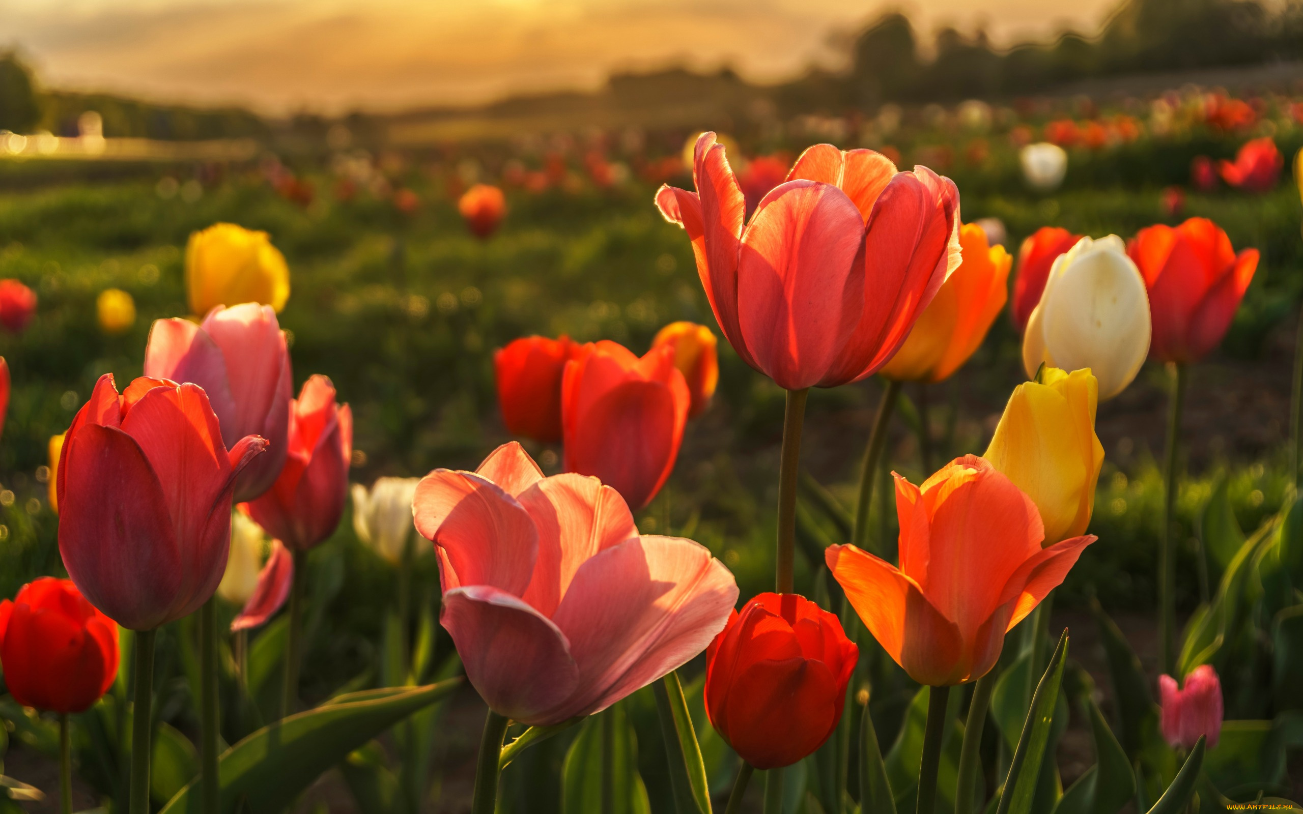 цветы, тюльпаны, поляна, бутоны, весна, красные, природа, фон, желтые, тюльпановое, поле, боке