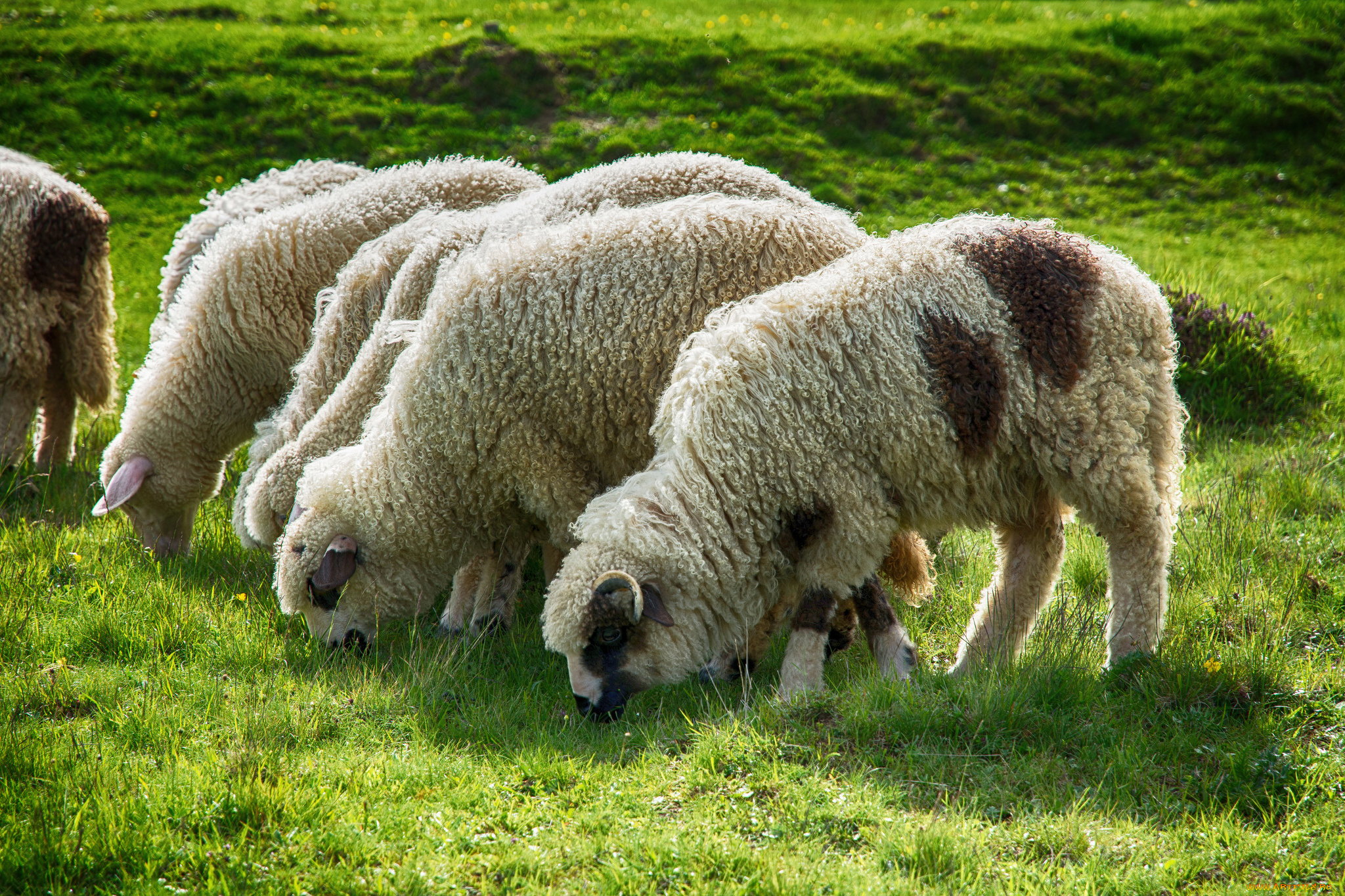 животные, овцы, , бараны, овечки, пастбище