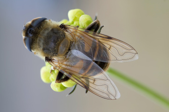 Картинка животные пчелы +осы +шмели макро травинка крылья фон зелёный насекомое муха
