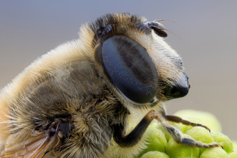Картинка животные пчелы +осы +шмели портрет пчела фон насекомое макро