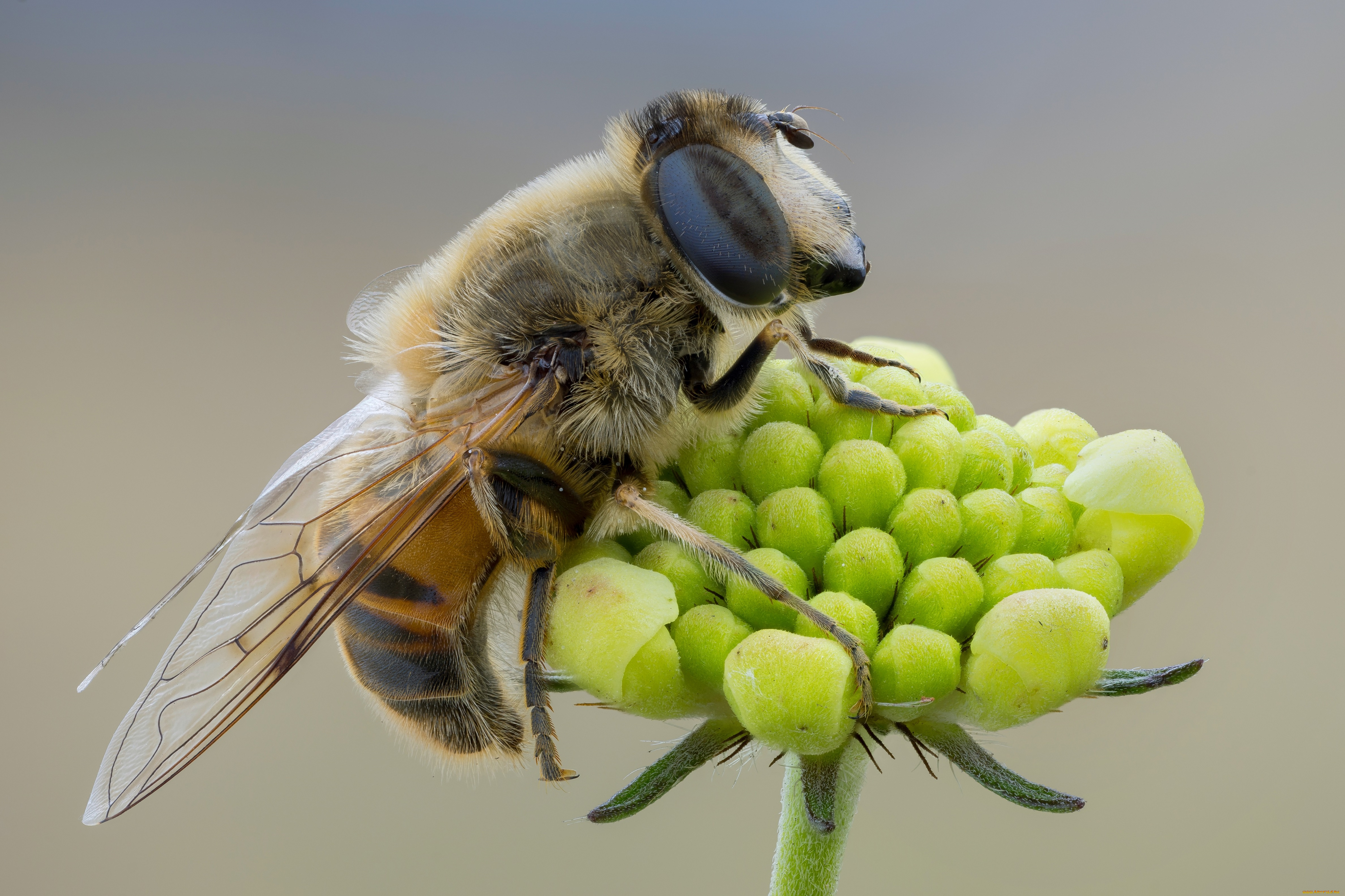 животные, пчелы, , осы, , шмели, фон, макро, профиль, крылья, пчела, травинка