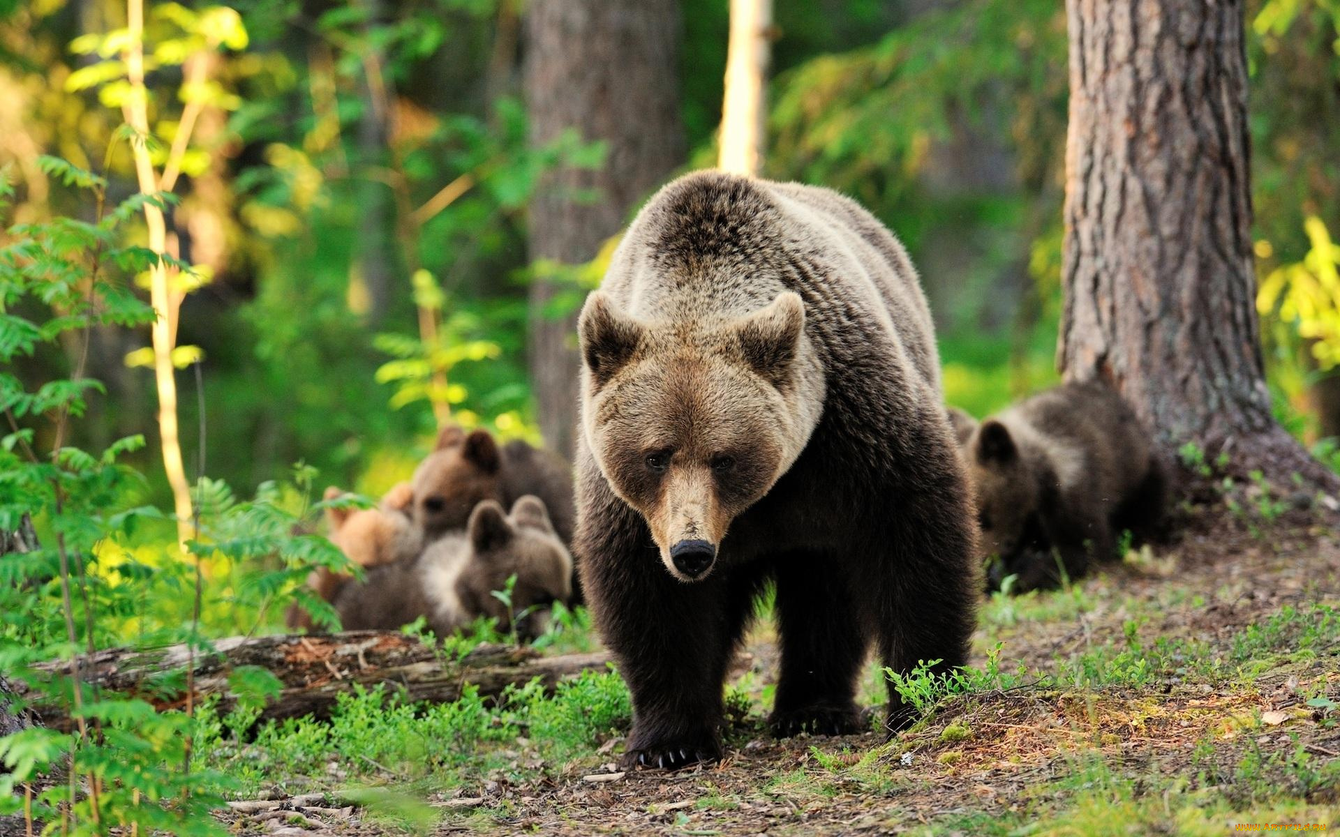 животные, медведи, лес, медвежата, бурые, медведица