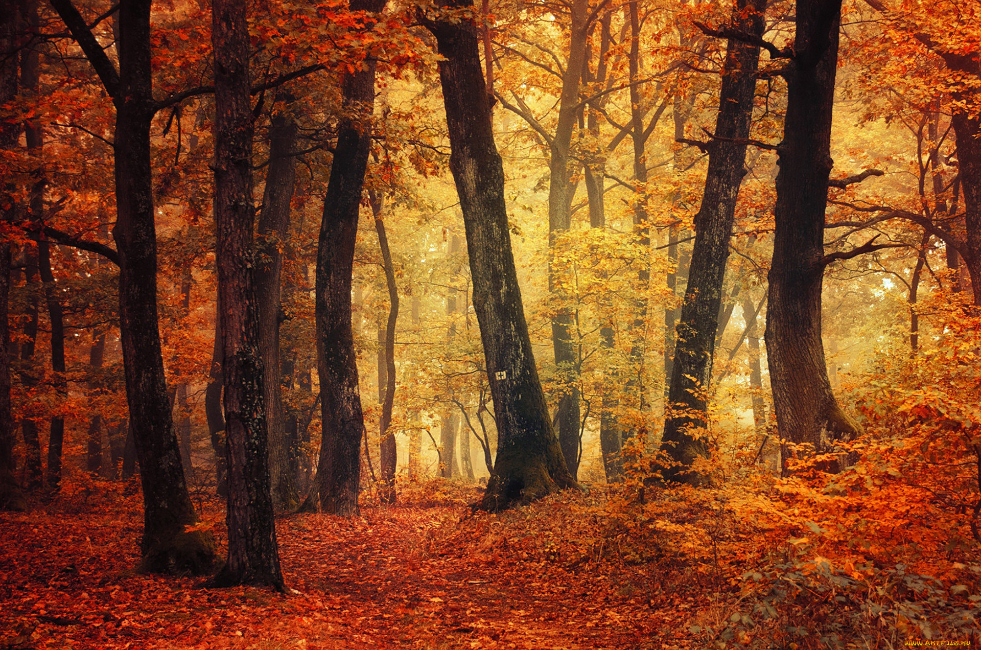 природа, лес, деревья, осень