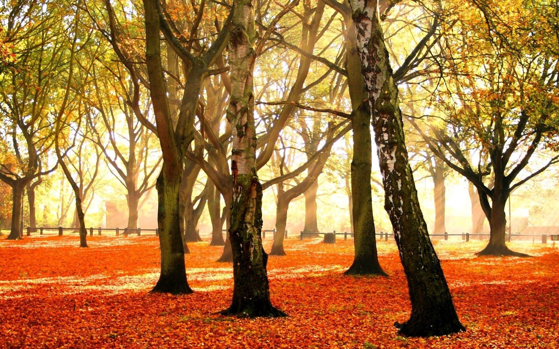 природа, деревья, листья, осень, парк