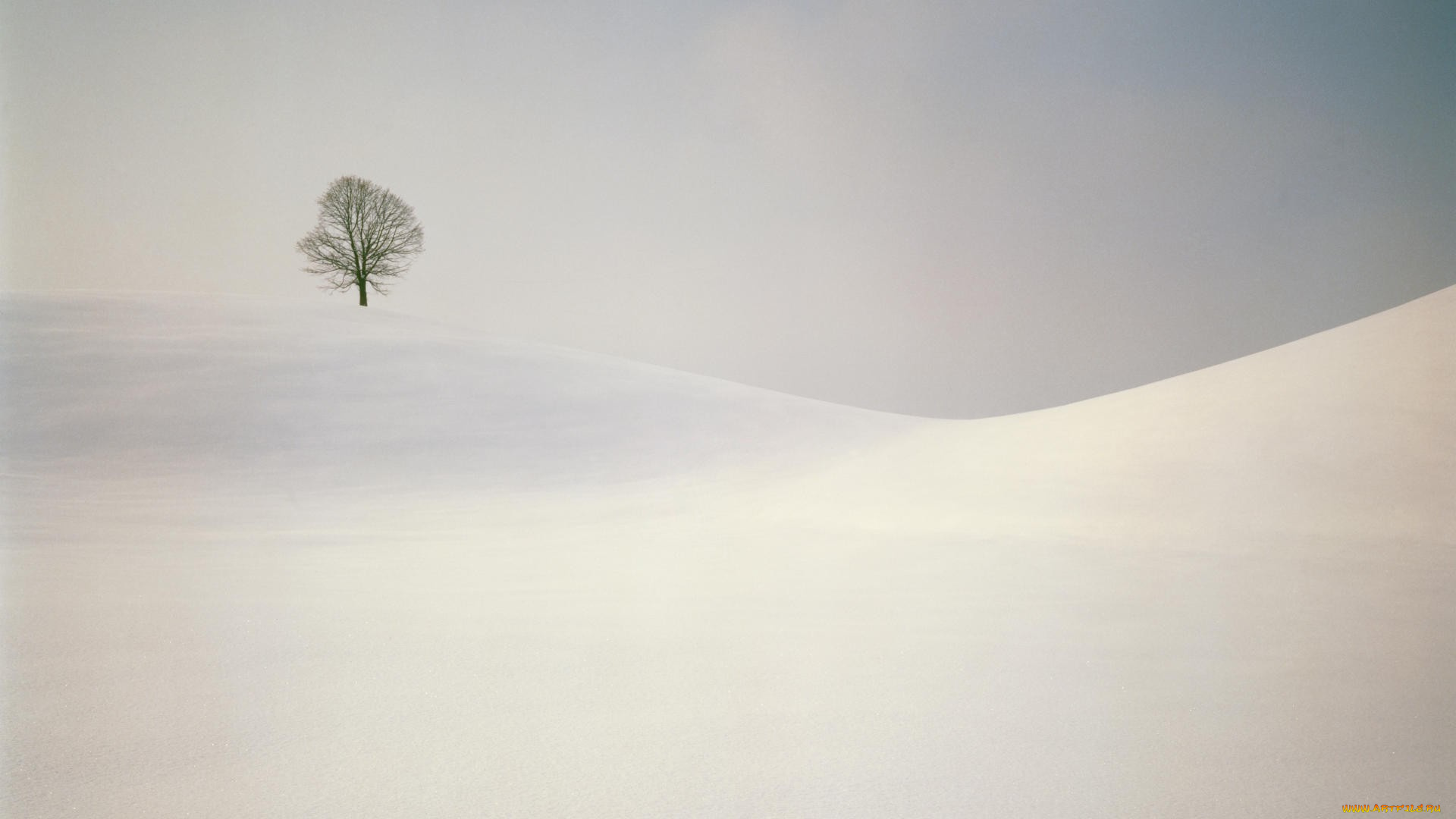 природа, зима, снег, одинокое, голое, дерево, сугробы