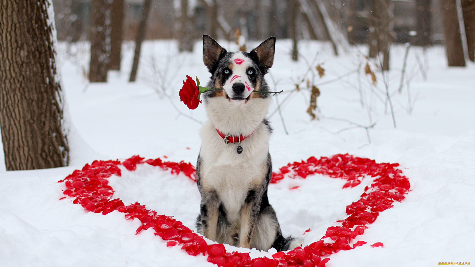 животные, собаки, любовь, помада, лепестки, зима, сердечка, роза, цветок, взгляд, собака, пёс, друг