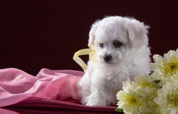 Картинка животные собаки хризантемы цветы бишон фризе щенок белый