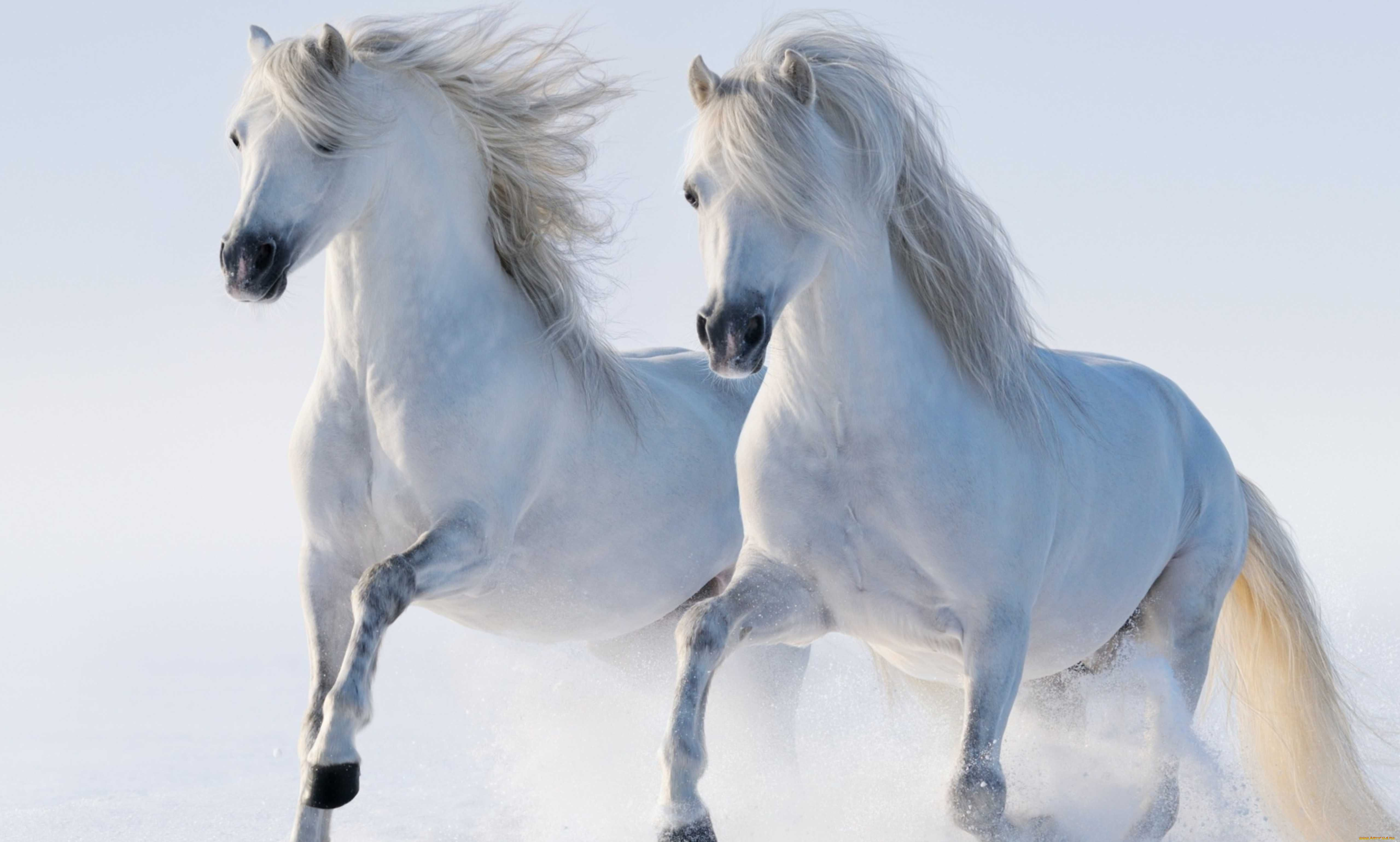 животные, лошади, пара, снег, белые