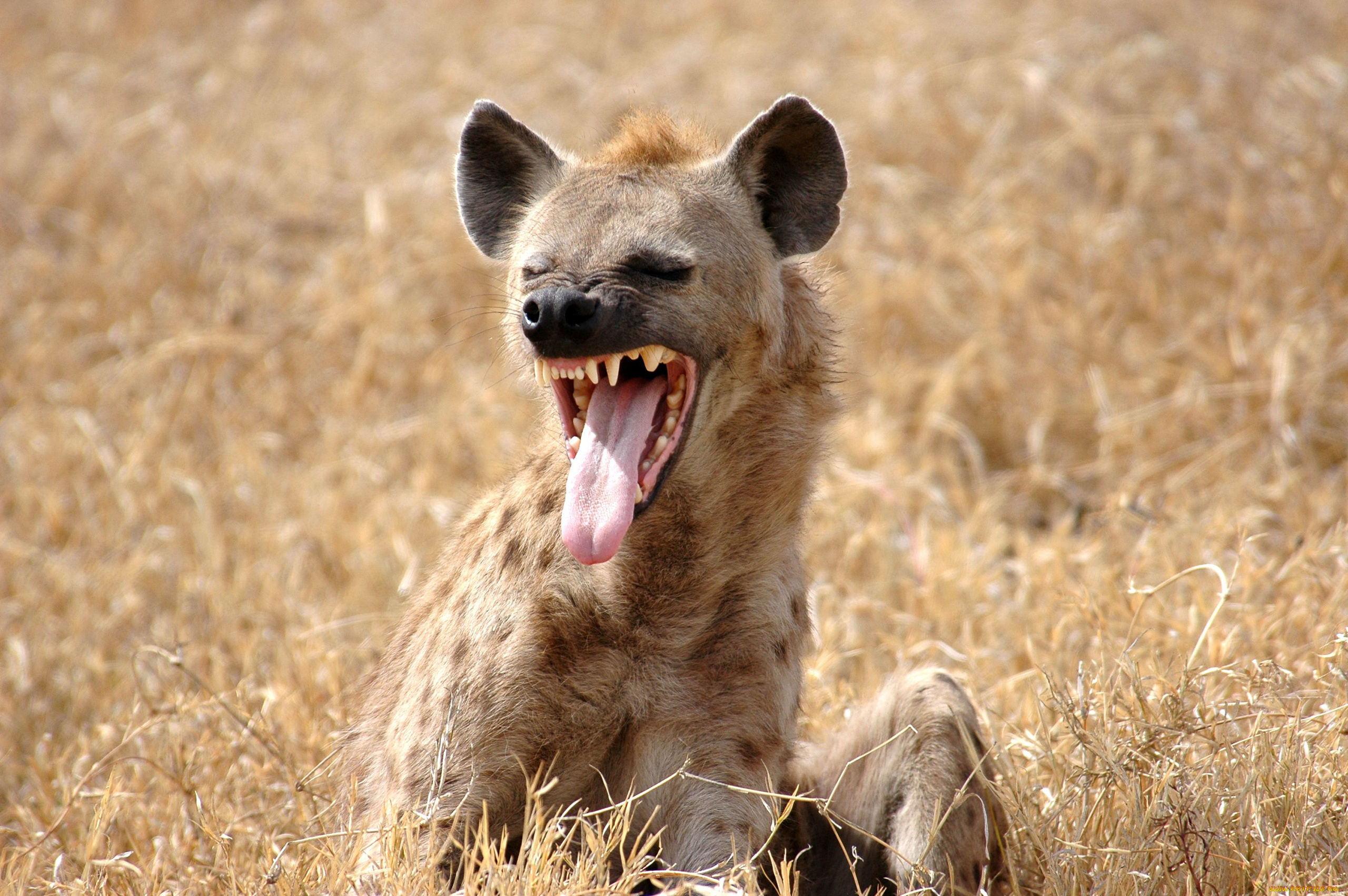 гиена, животные, гиены, , гиеновые, собаки, hyena, гиеновые, хищник, млекопитающее, шерсть, когти, оскал, зубы, африка